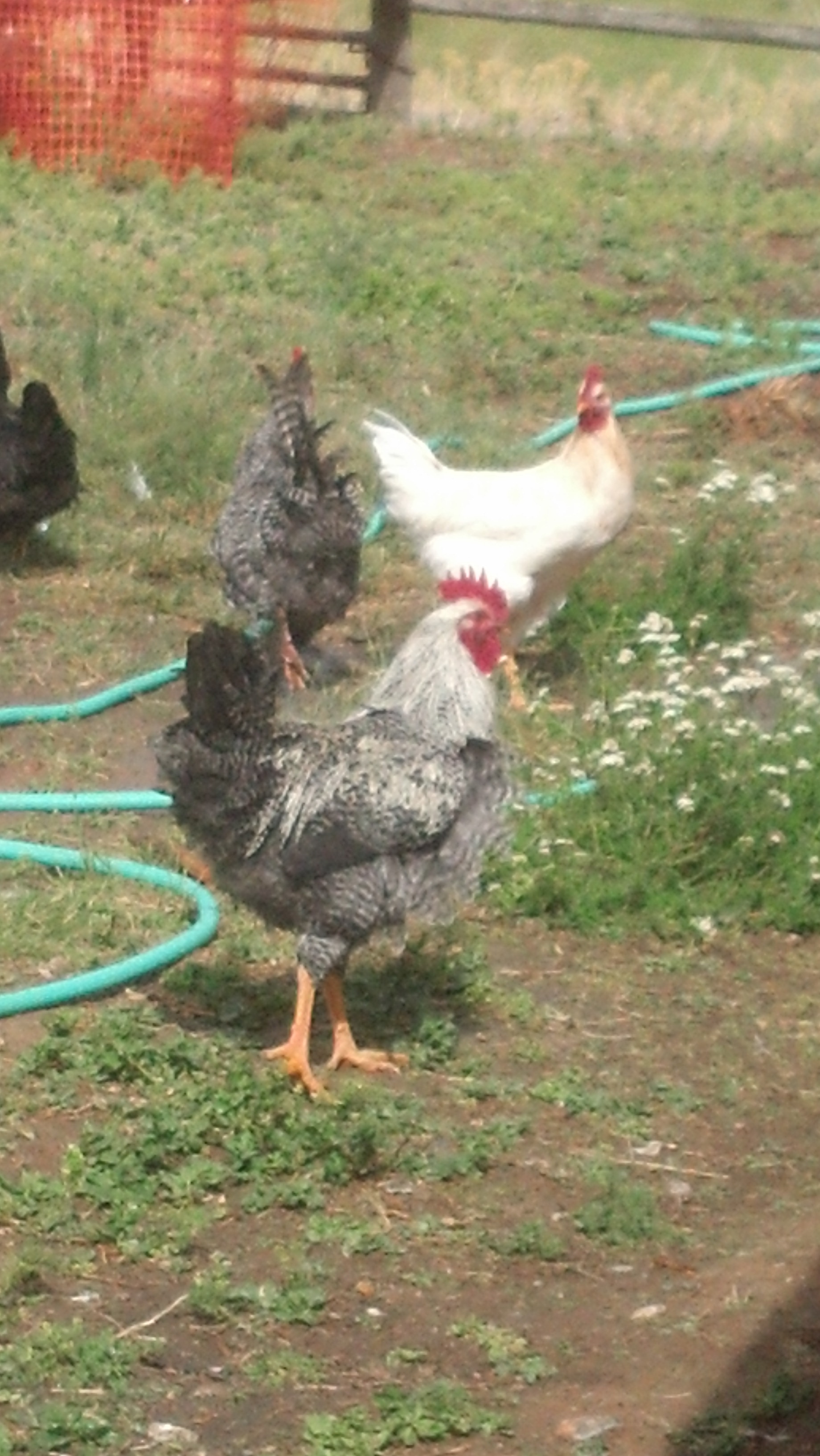 2 of the chicks I raised from my own eggs, under a broody hen.  The yellow one in the back is "Dumb" (headed for Freezer Camp!) and the one in front (Barred Rock/Sexlink) is "Dumber"- planning on keeping him he's so pretty! :)