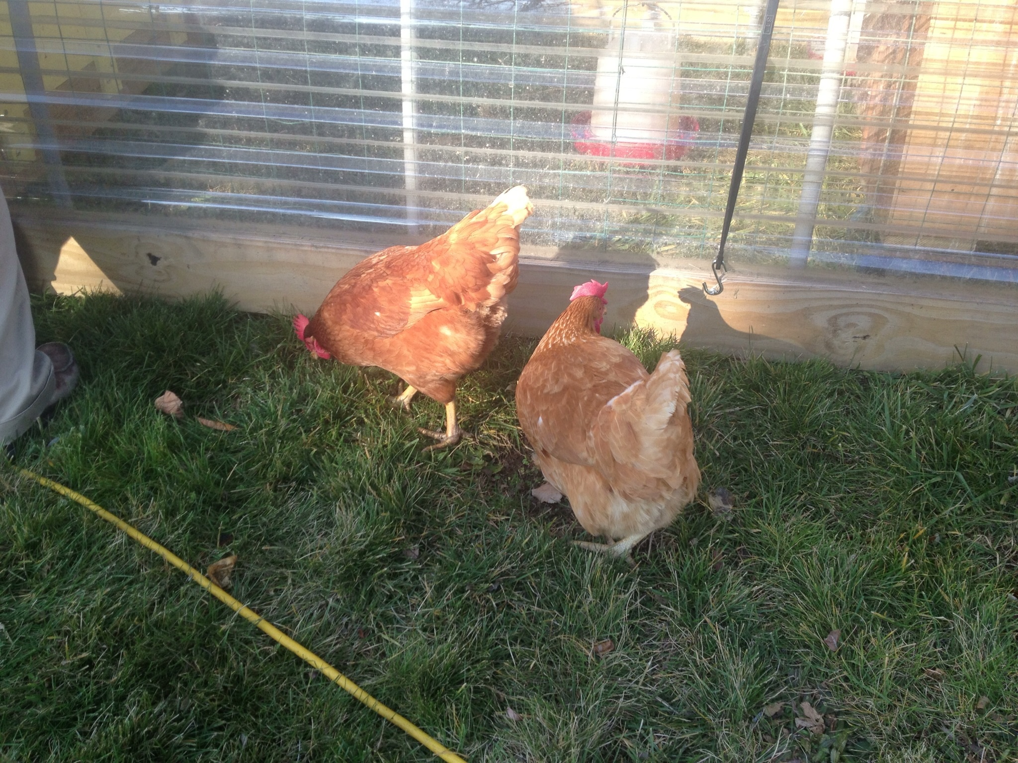 2 of the girls