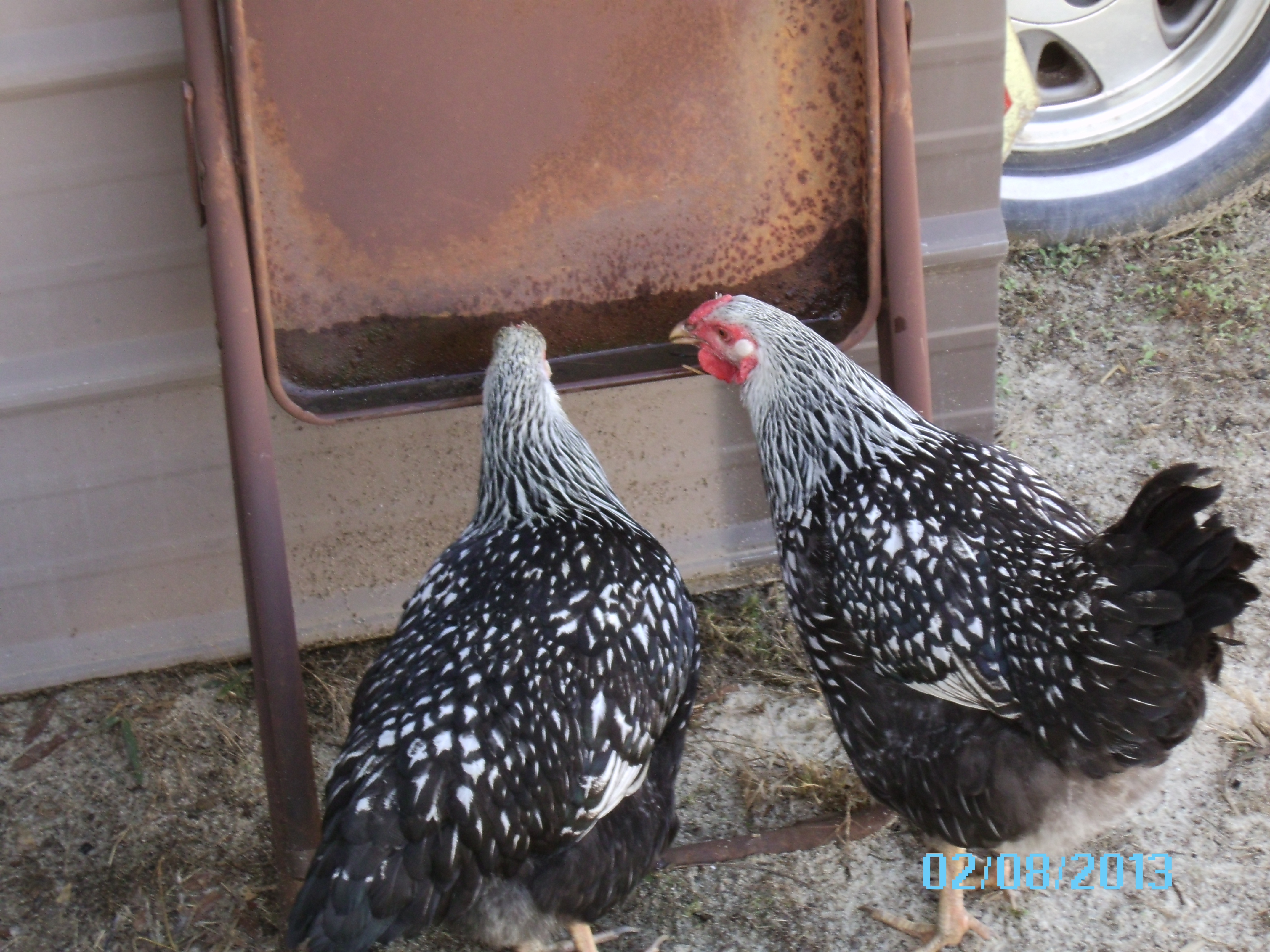 2 of them found water elsewhere today, guess the didnt want their own fresh water out of the waterer!