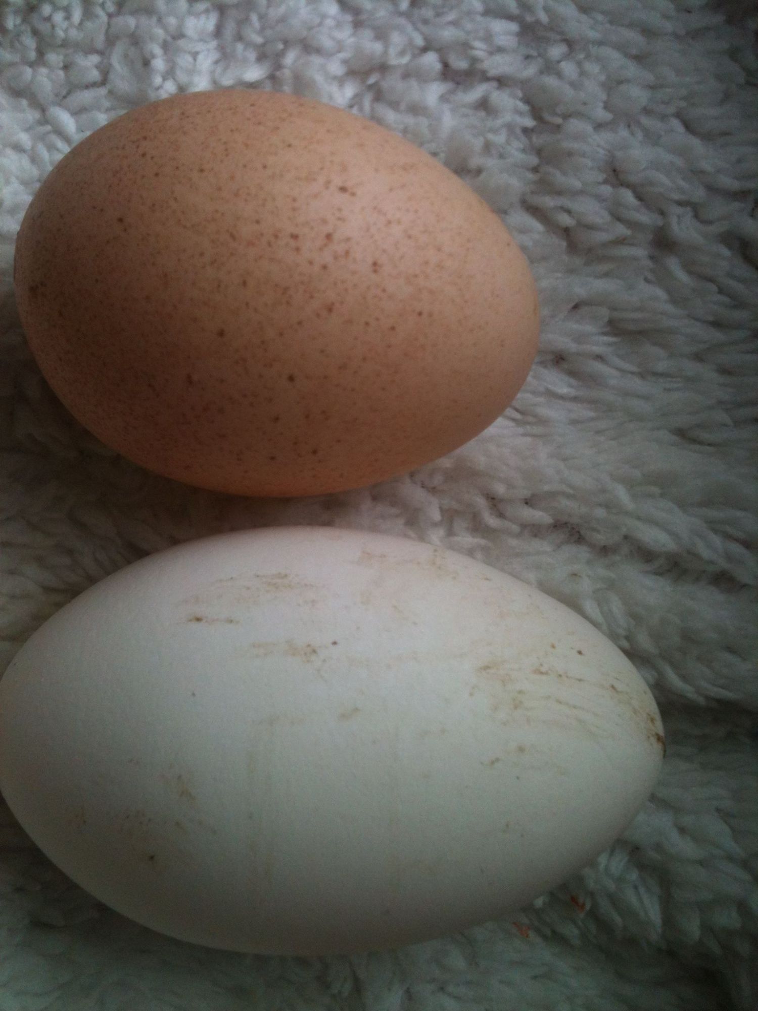 2 of todays eggs collected 4/10/13