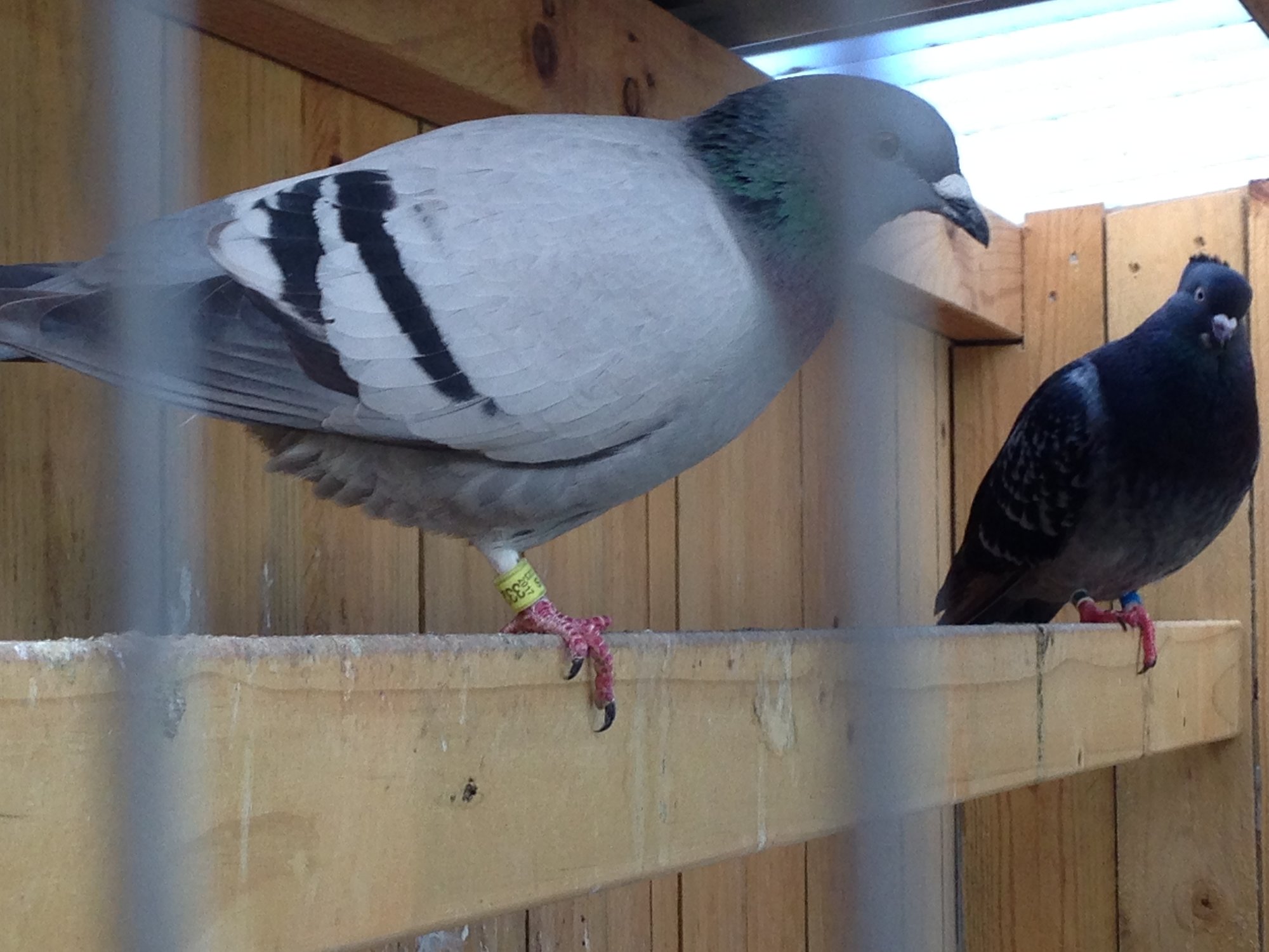 2 pigeons