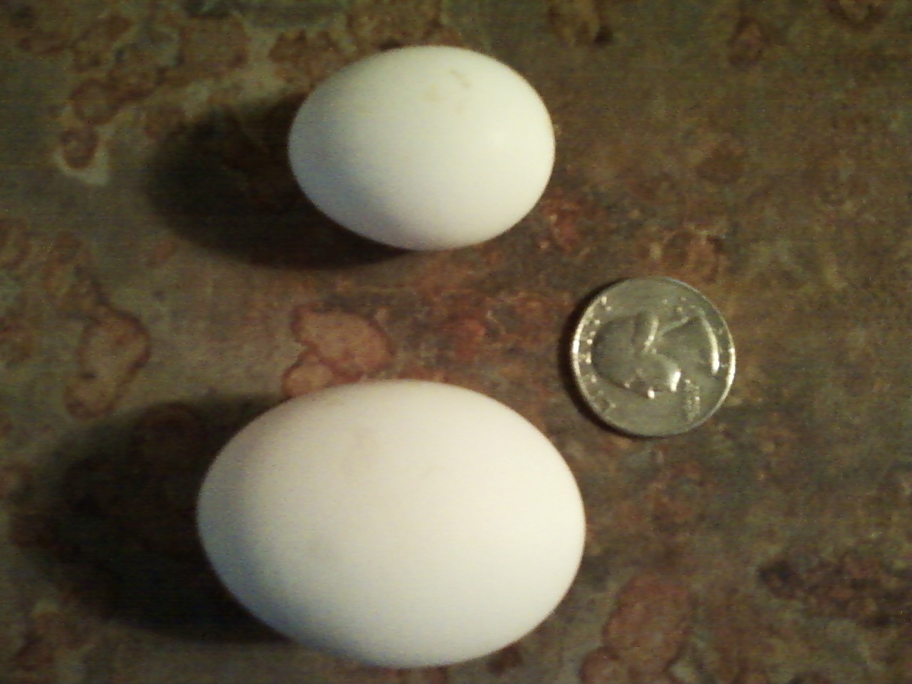 2 pullet eggs- The top egg is close to the size of a pigeon egg.