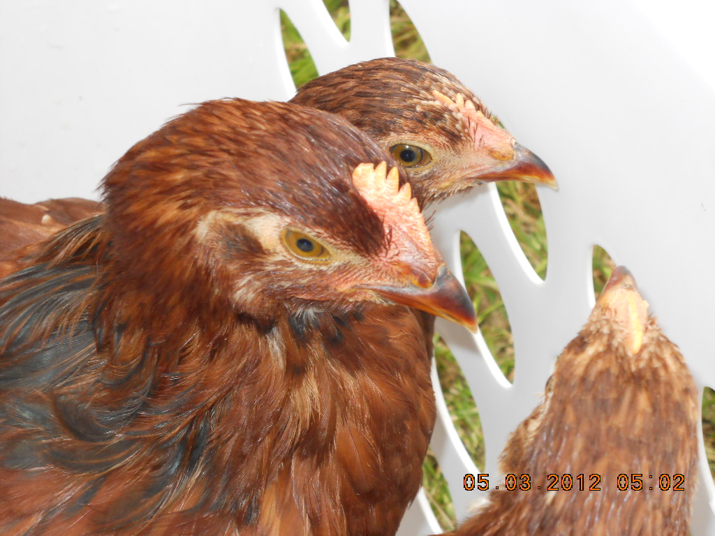 2 pullets, 1 cockerel?