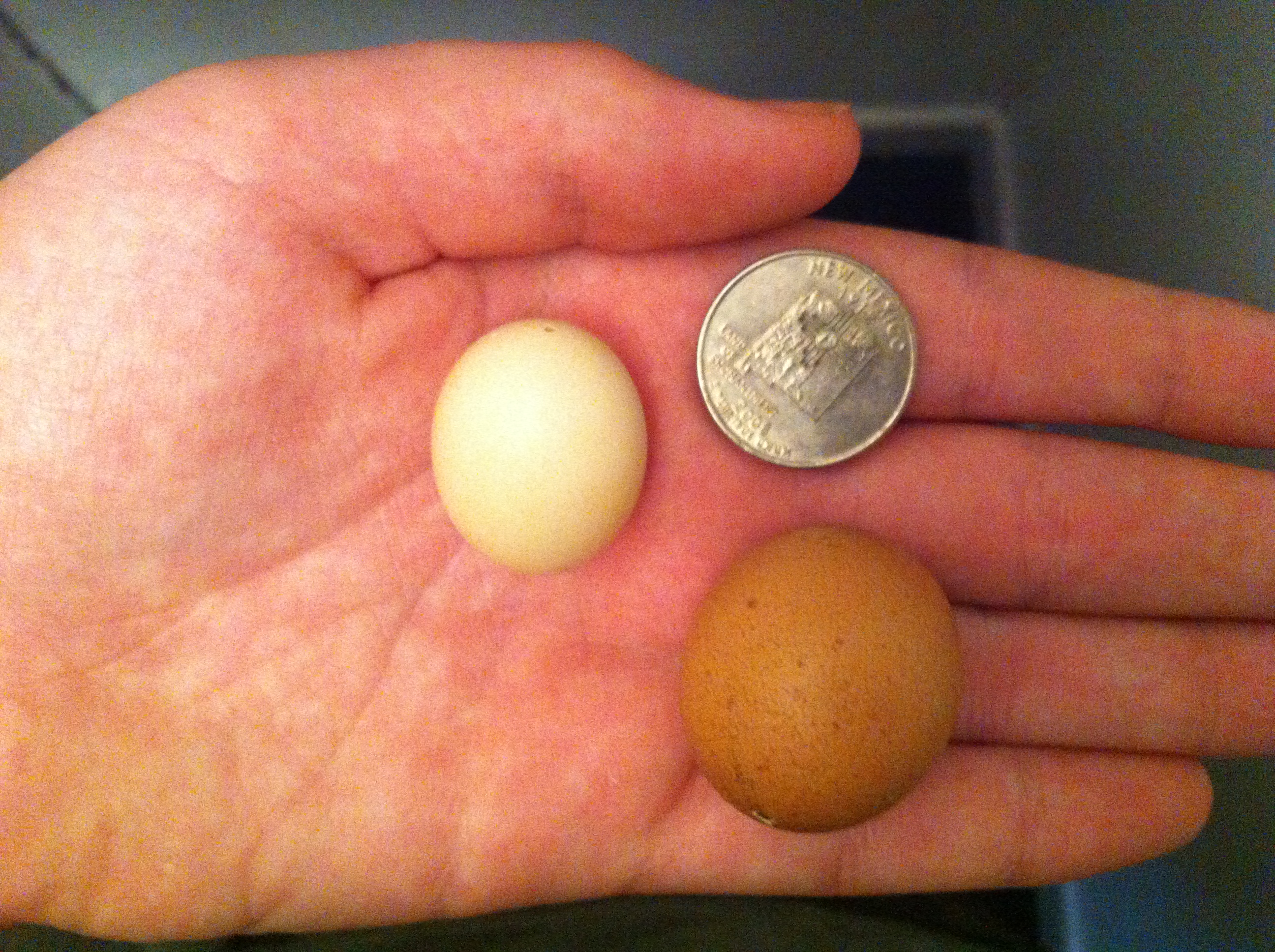 2 pullets eggs,neither one is from a bantam
