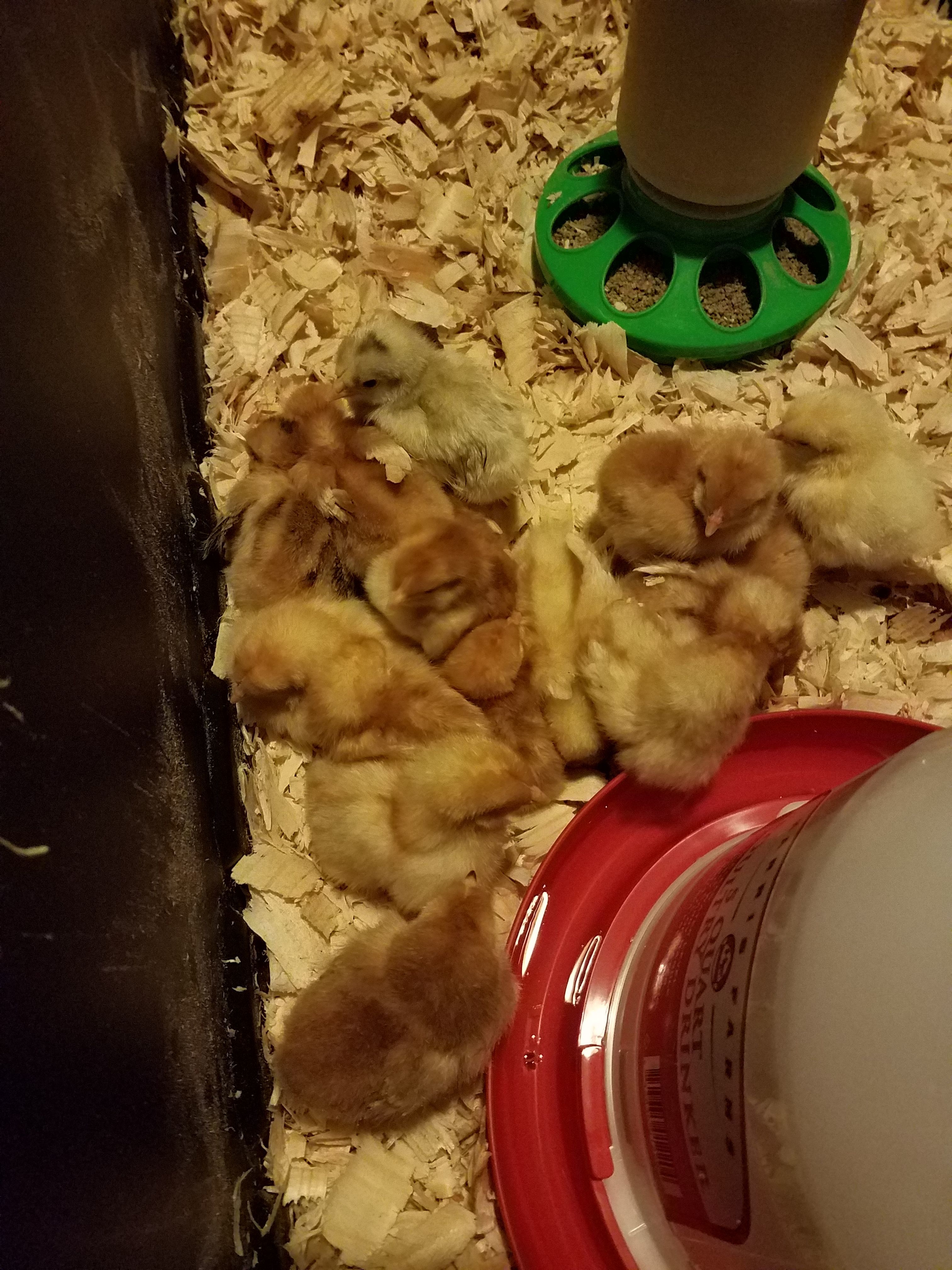 2 RIR are 2 days old, rest are 1 week old