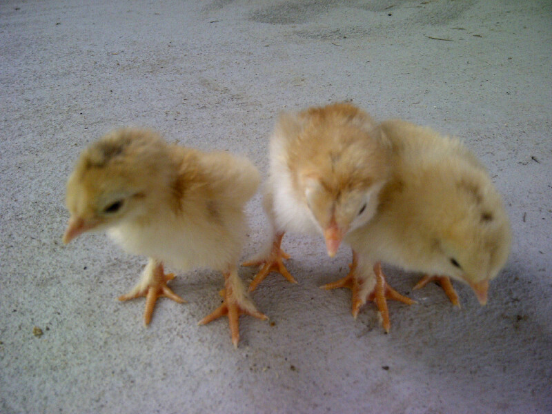 2 rir brahma mix and a copper maran brahma mix
