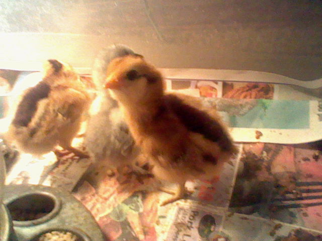 2 RIR chicks and grey silkie chick
