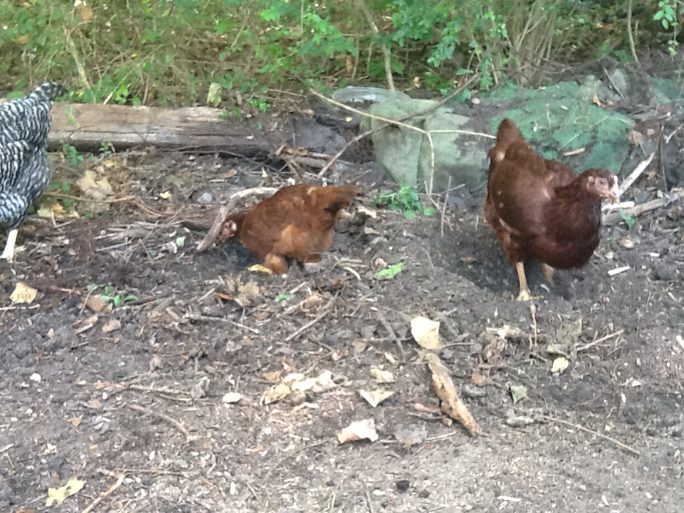 2 RIR   little one on the left is the one that I treated for canker and was a piece of thread around the base of her tongue instead    she is small compared to her sister but she has always been petite  her name is Minnie and her sisters name is Mickey because I thought it was a roo for the longest