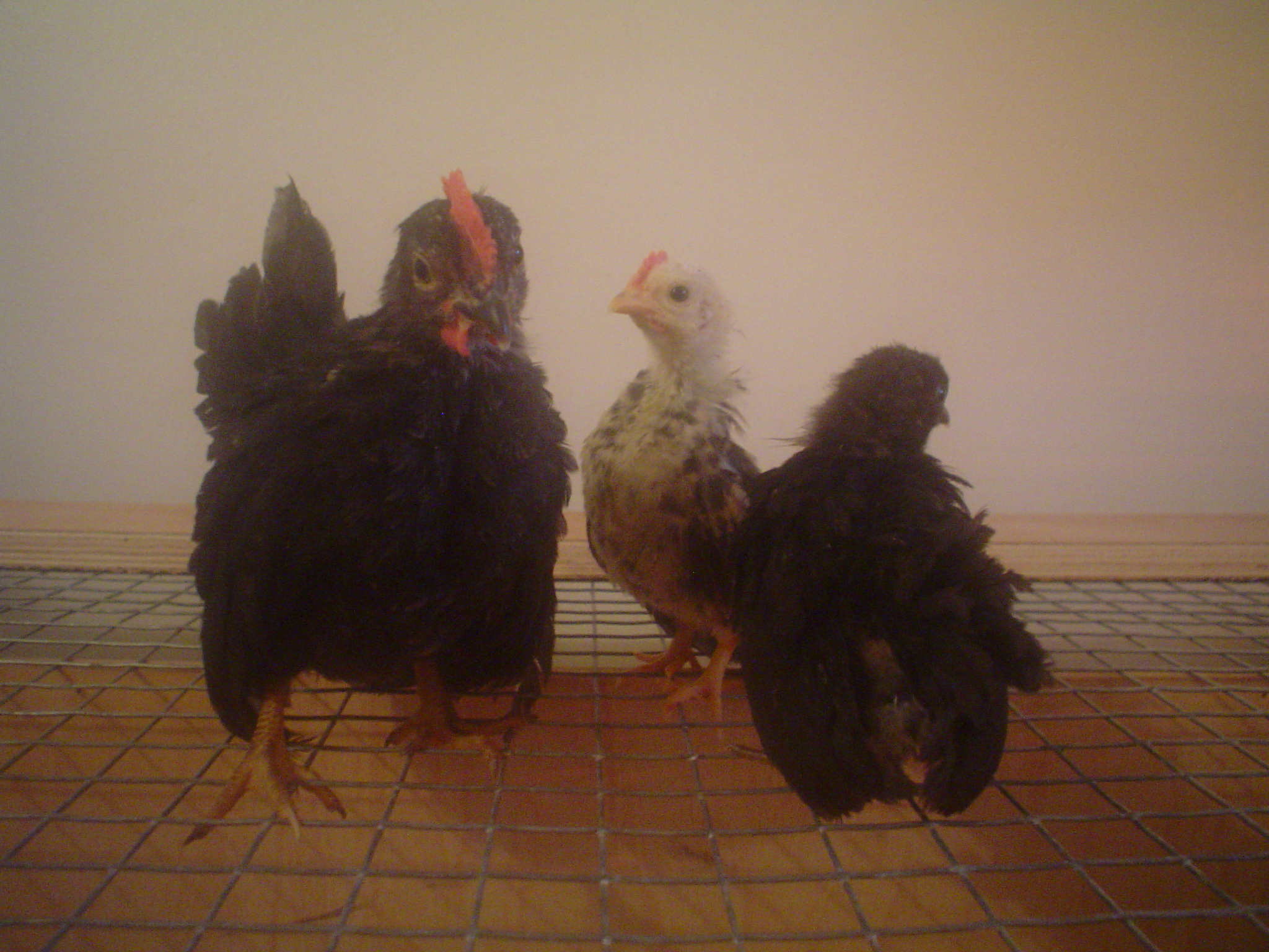 2 Roo's and 1 Hen
