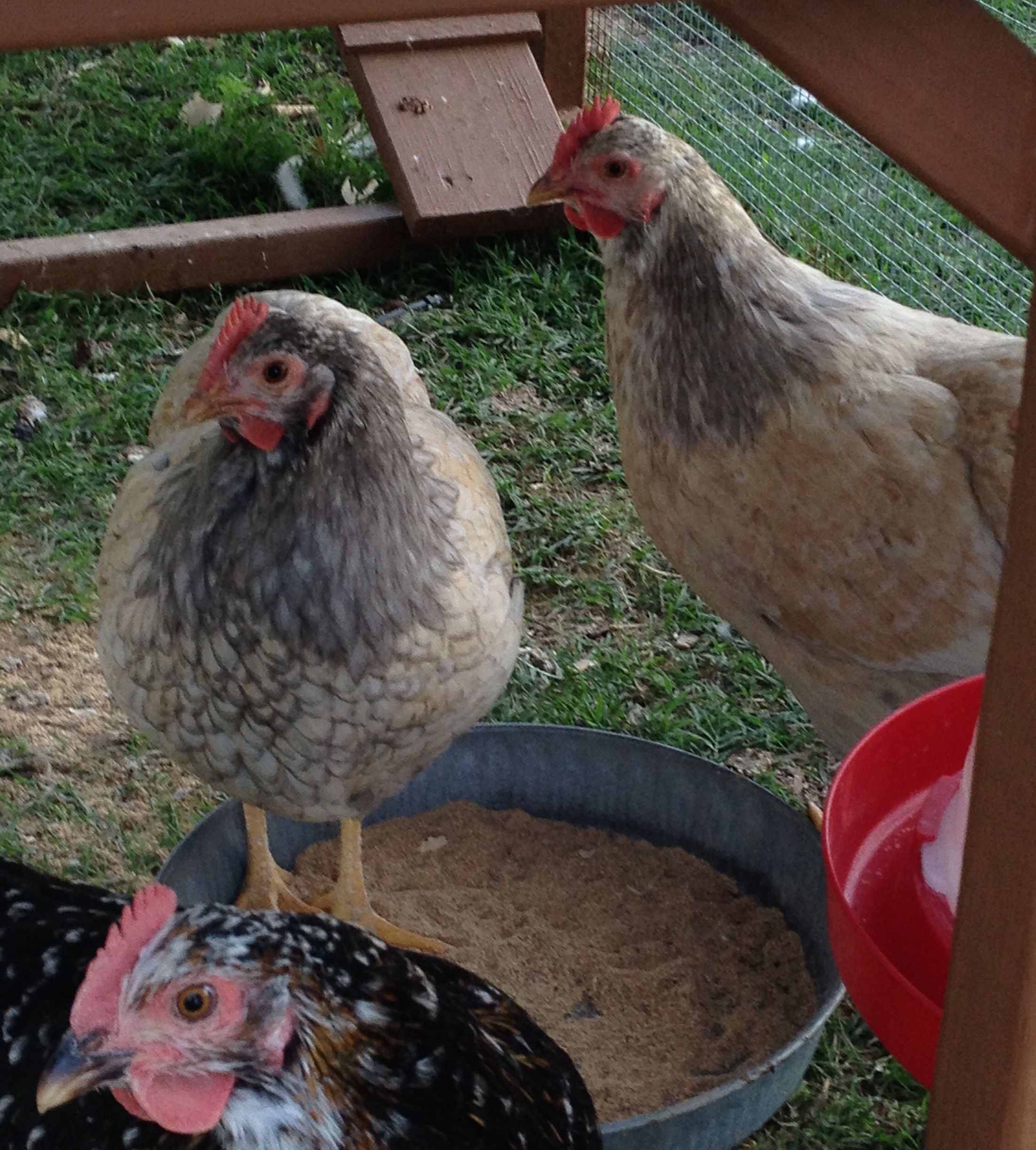 2 Snoleopard pullets and a black german girl who are now in Spoticus' breeding group.