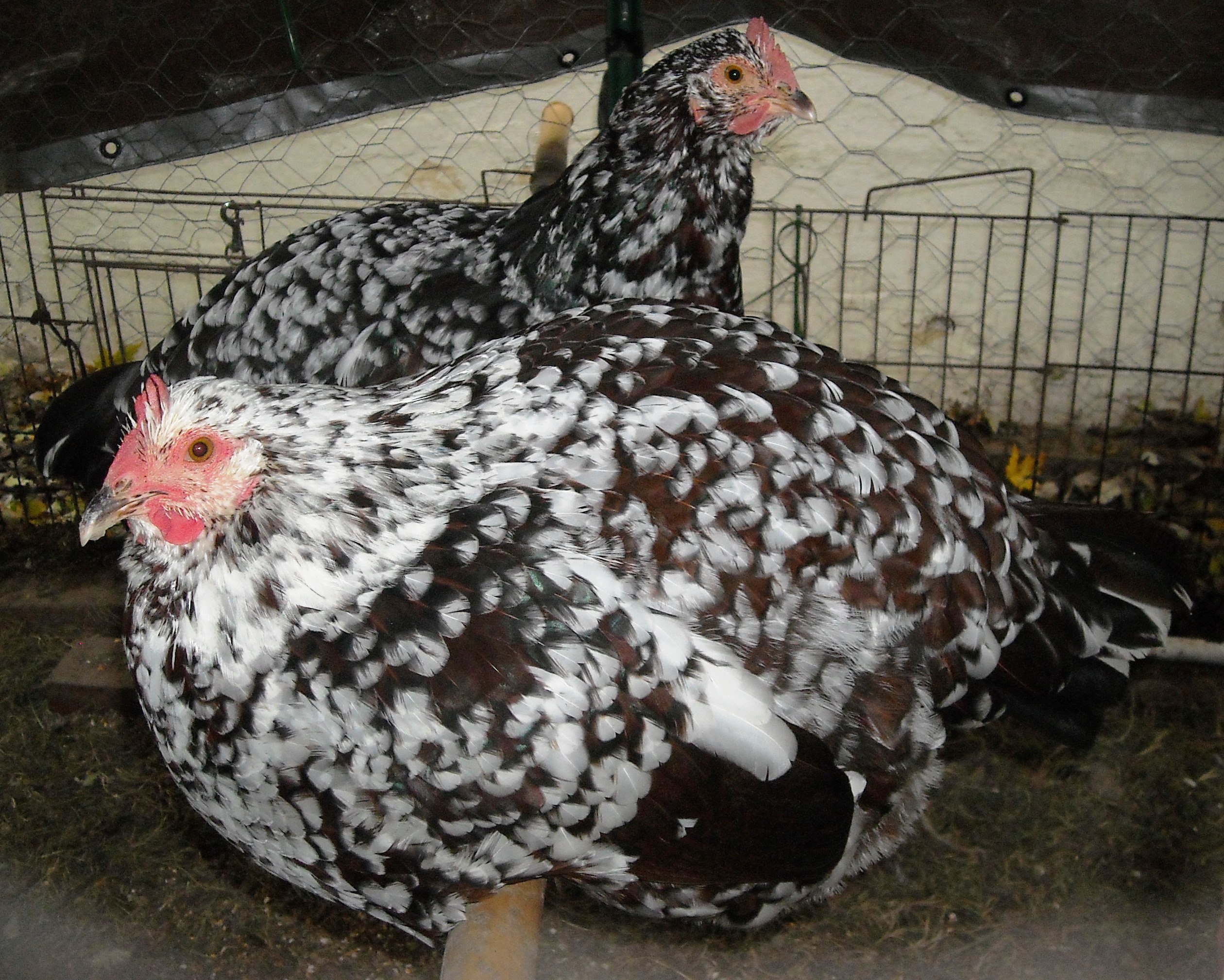 2 Speckled Sussex Hens
