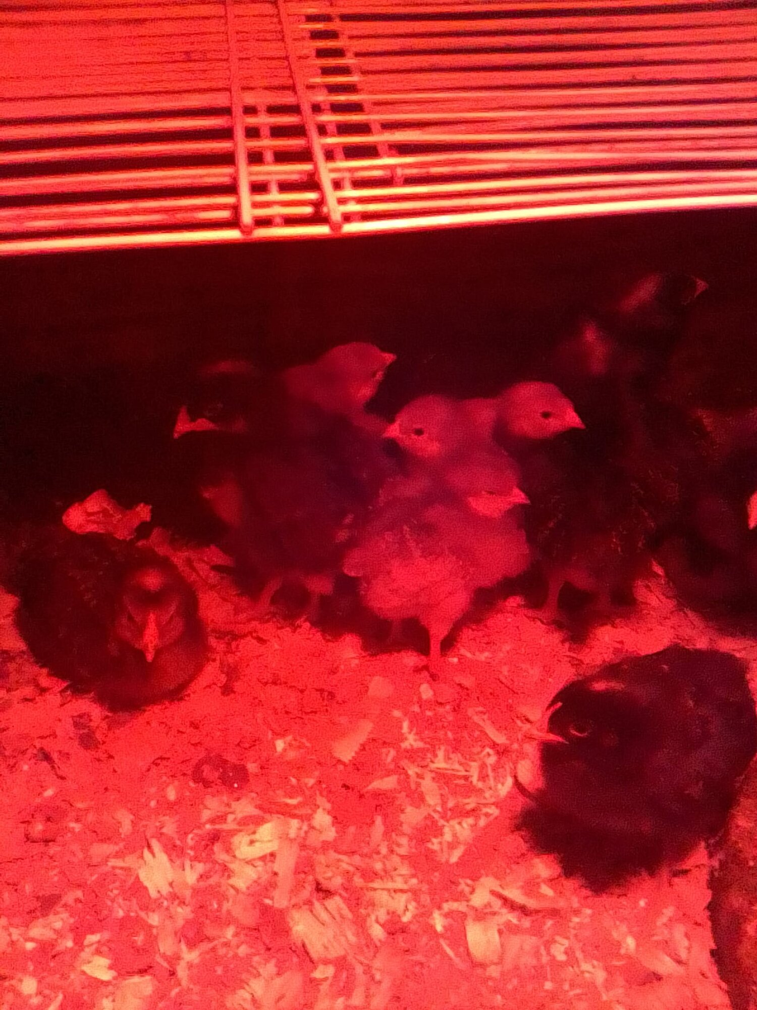 2 week and 1 week old chicks.jpg