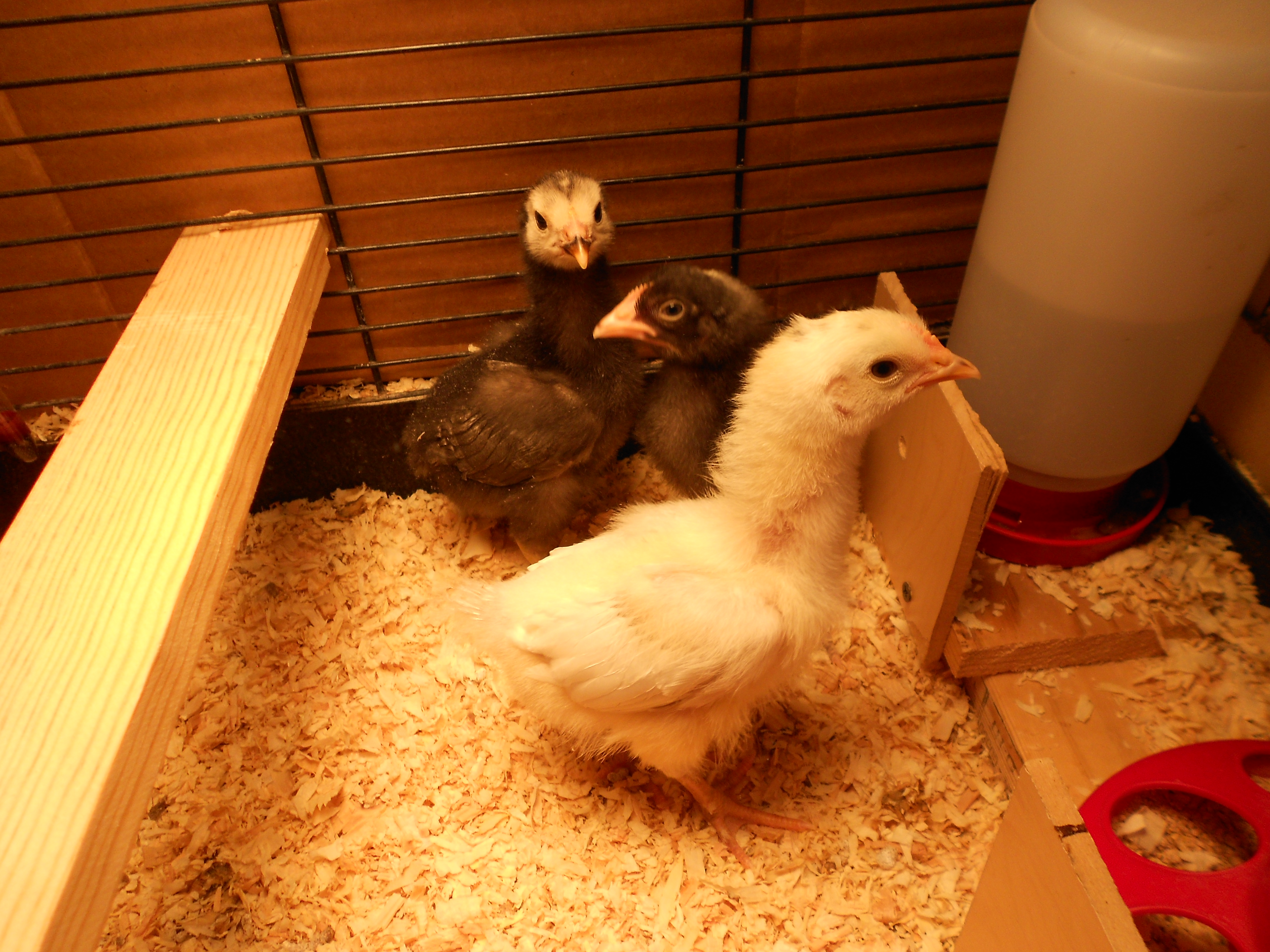 2 week old bandit -baby-snowflake