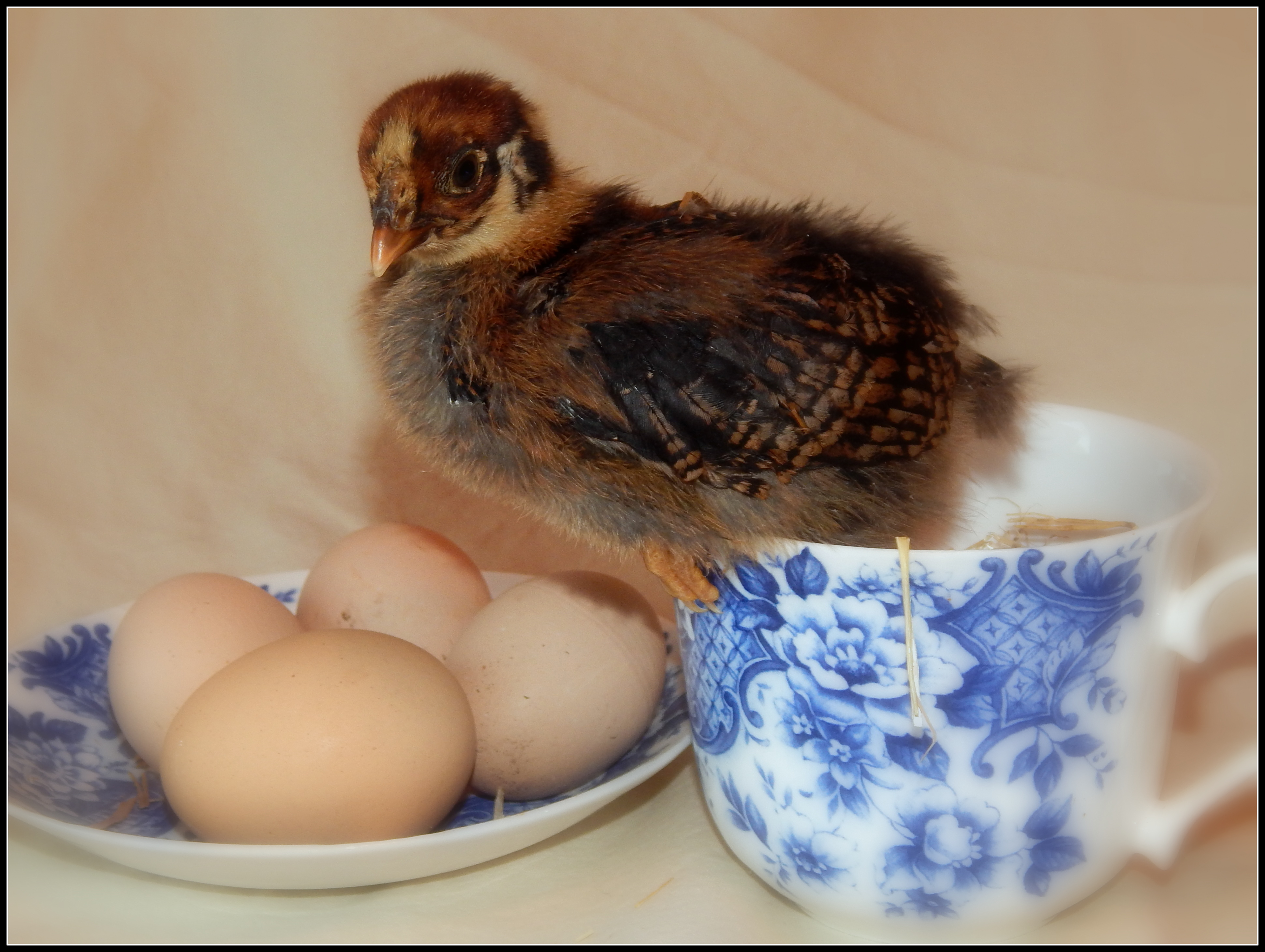 2 week old  Black Laced Red Wyandotte - "Lilly"