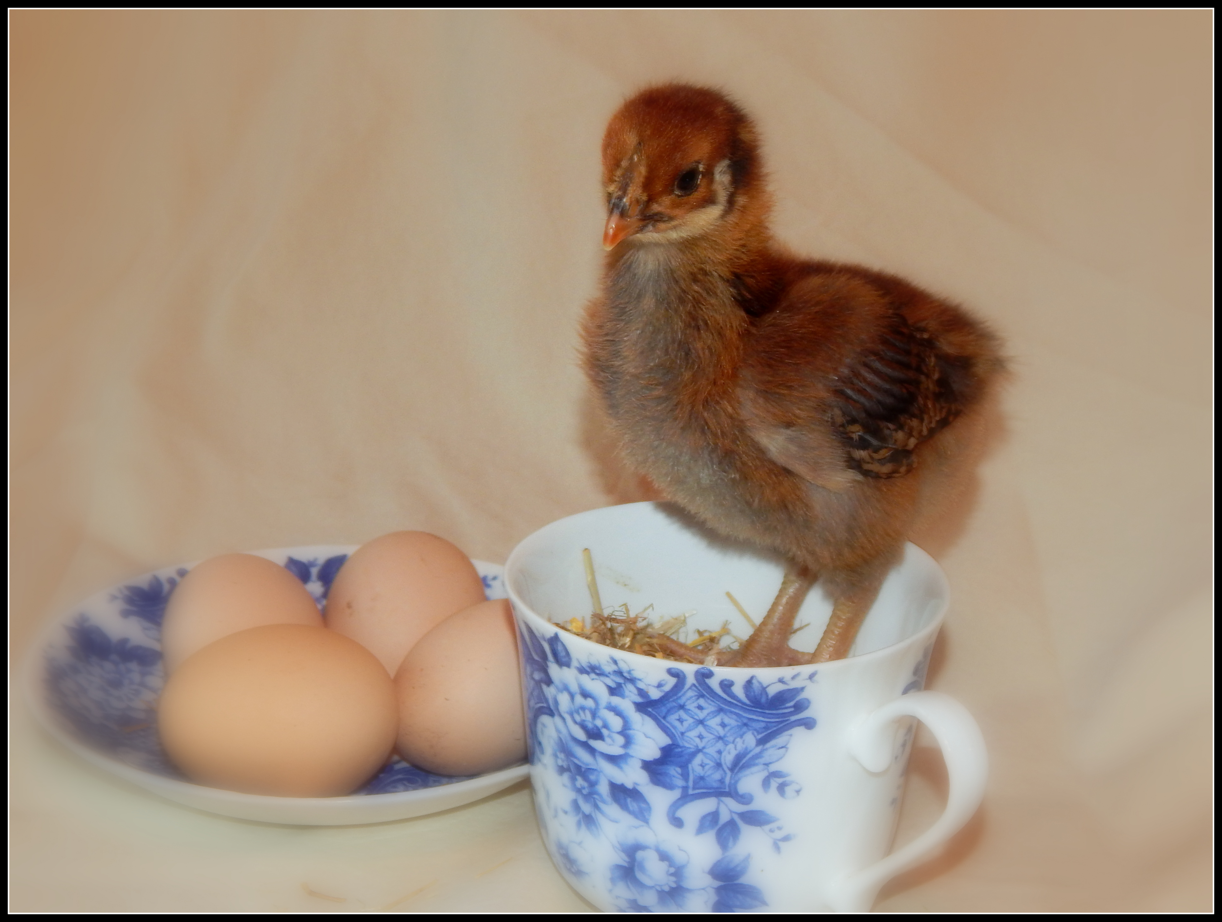 2 week old Blue Laced Red Wyandotte - "Clover"