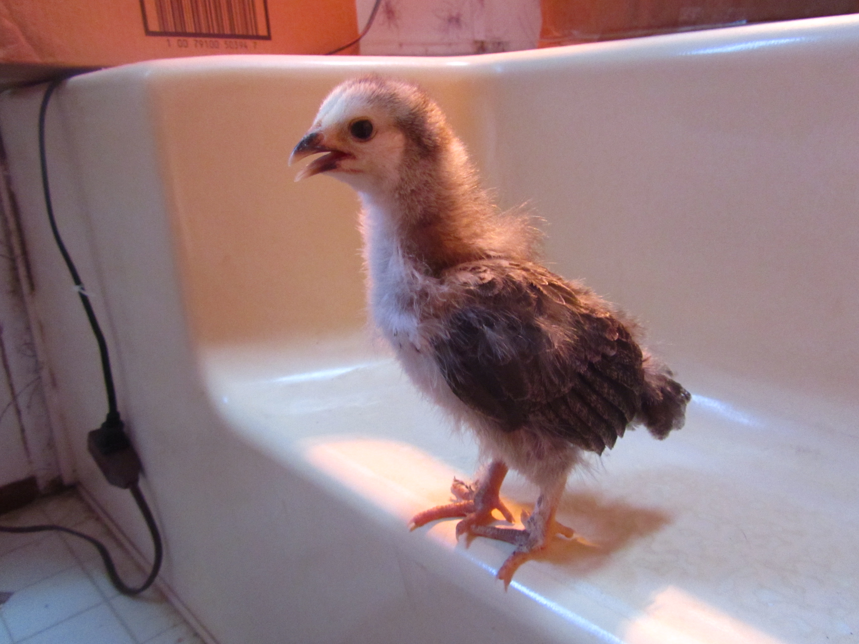 2 week old Brahma pullet