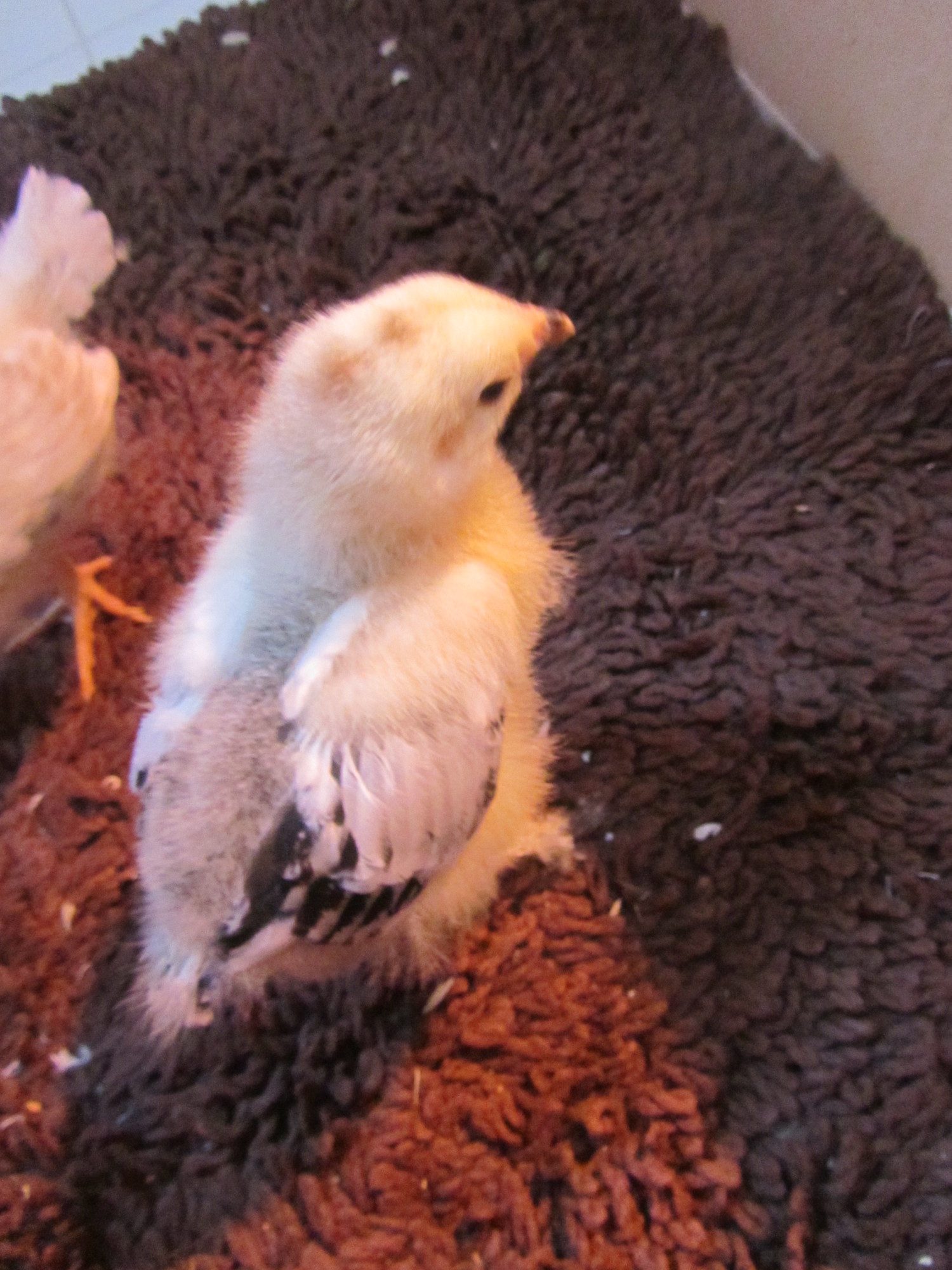 2 week old Light Brahma pullet/cockerel?