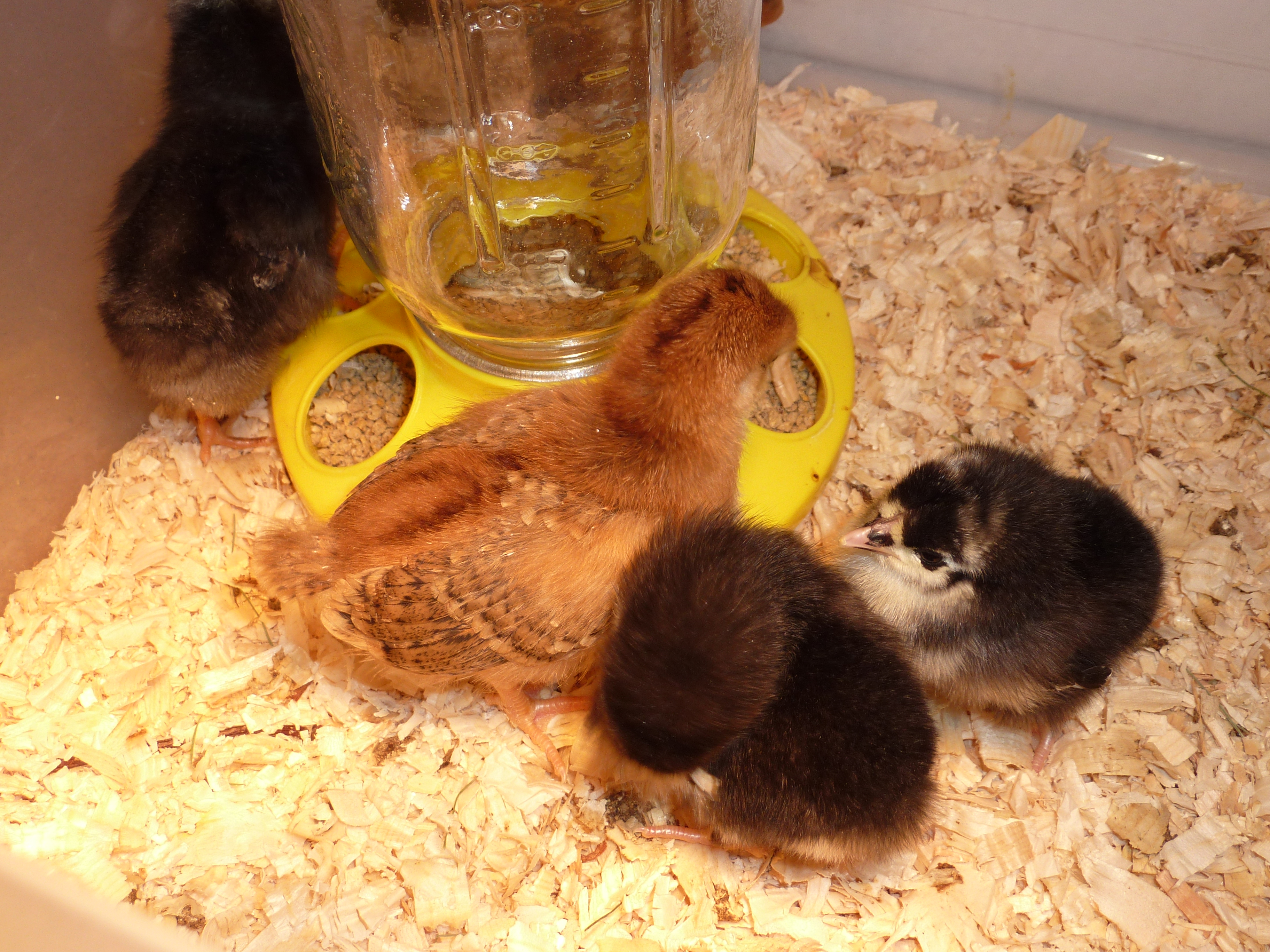 2 week old Rhode Island Red and a few day old Black Australorps