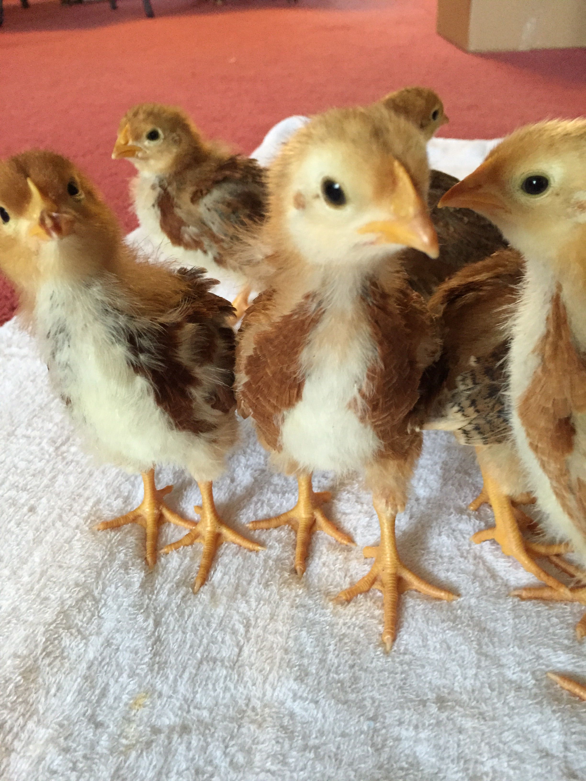 2 week old Rhode Island Reds