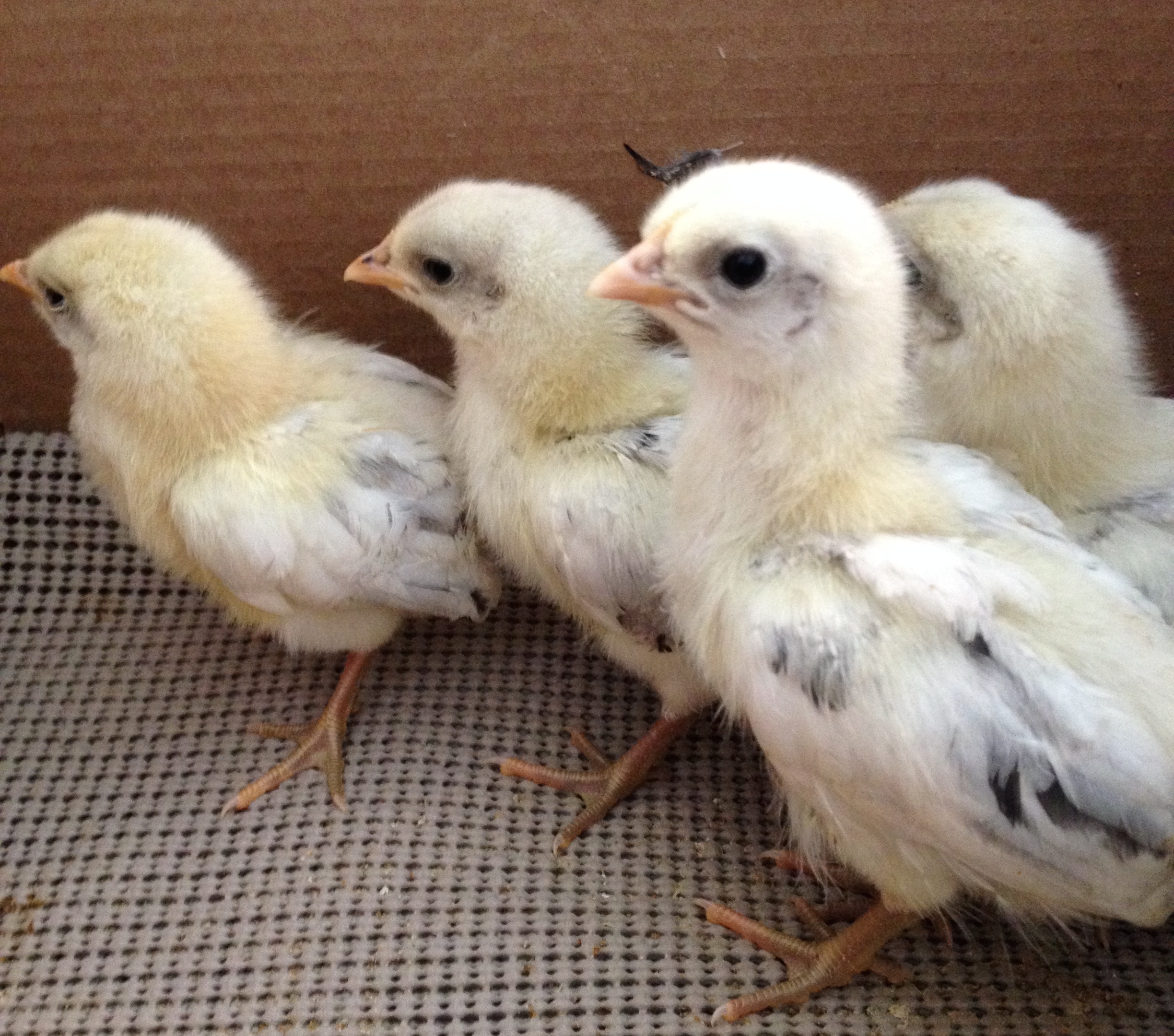 2 week olds