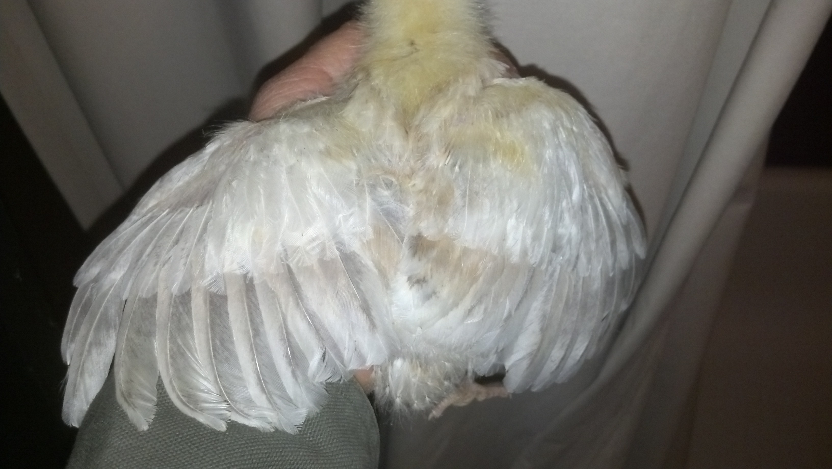 2 week Sulmtaler (female)