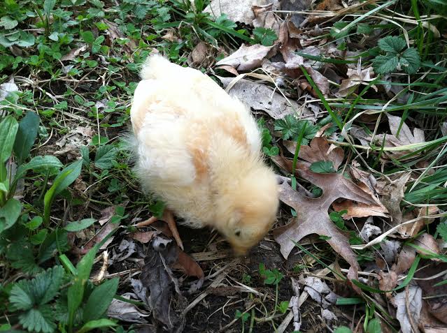 2 weeks, foraging for bugs outside!