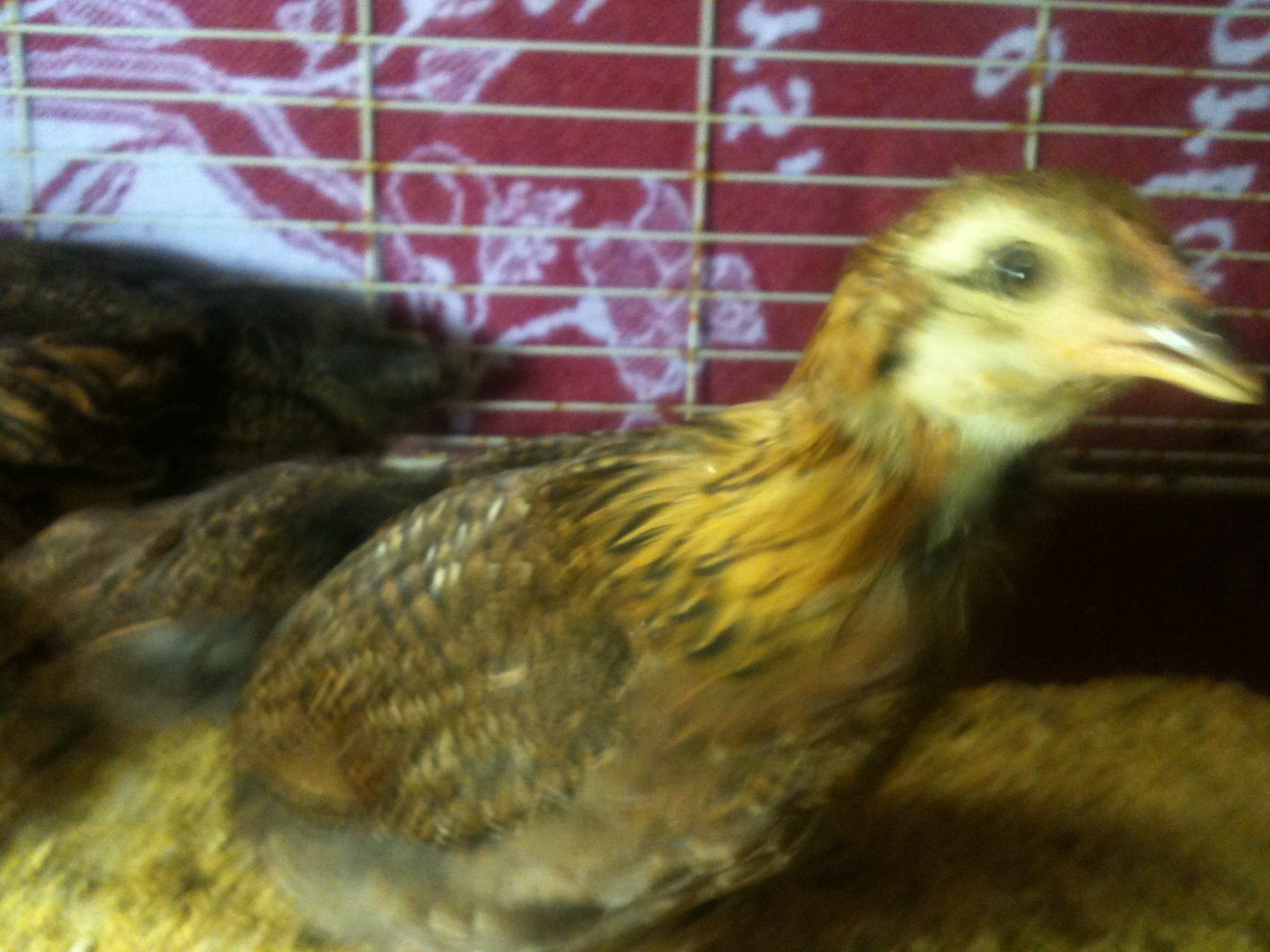 2 weeks later just before coming out of 'quarantine' Wink has luster in her feathers and her eye has a light and healthy coat of feathers as well. No more naked eye. Unfortunately she has an eye lid that healed from an injury incorrectly. Half the lid healed down instead of across, so it will always be an issue. I have to keep an eye on her eye and treat when it gets oozy. She is the sweetest little girl and looks thicker, shinier, and copes better.... I believe because 'treats' were fed separately until she gained some strength and the gooey eye thing was treated.