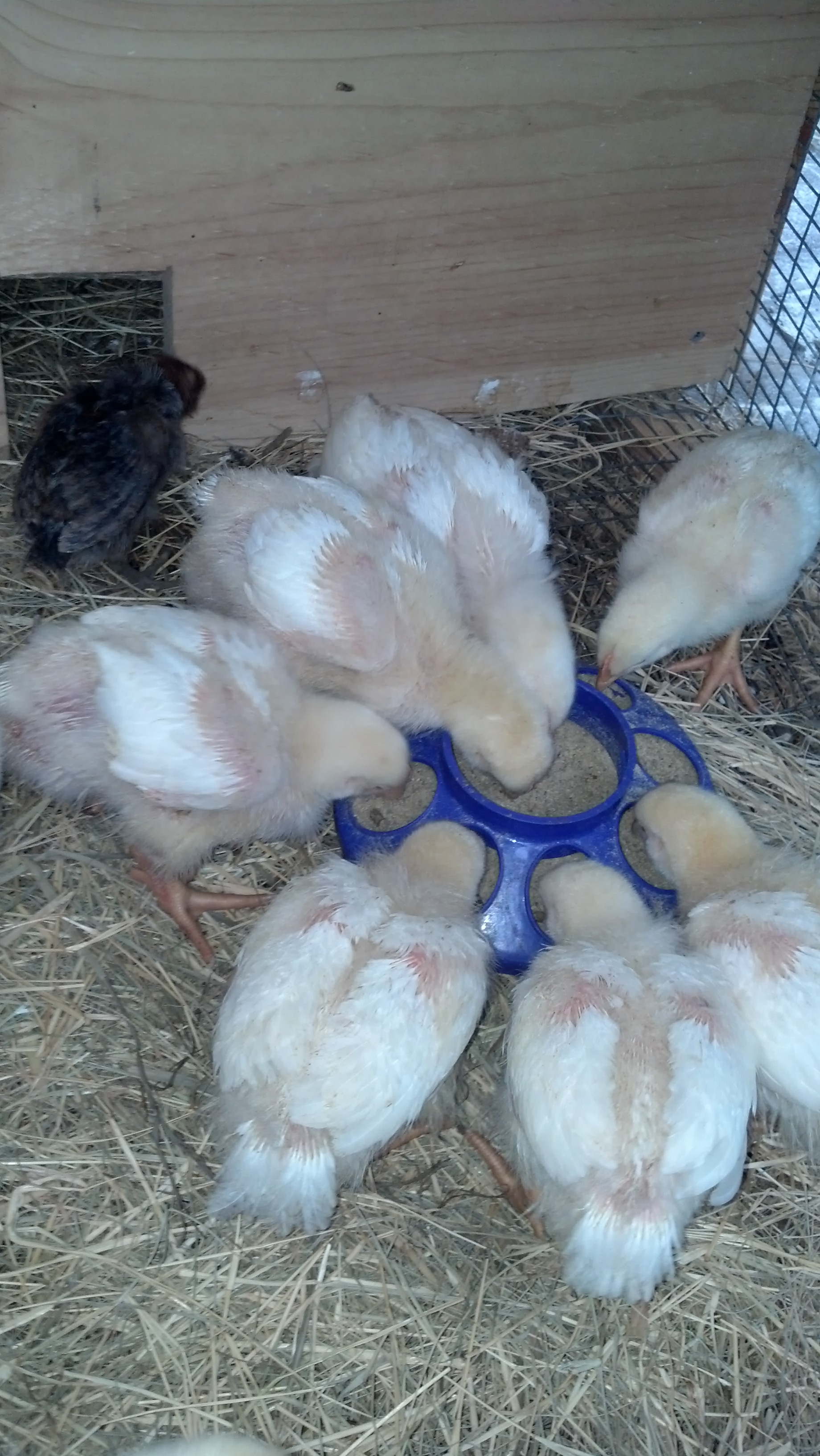 2 Weeks Old and hungry as can be!
