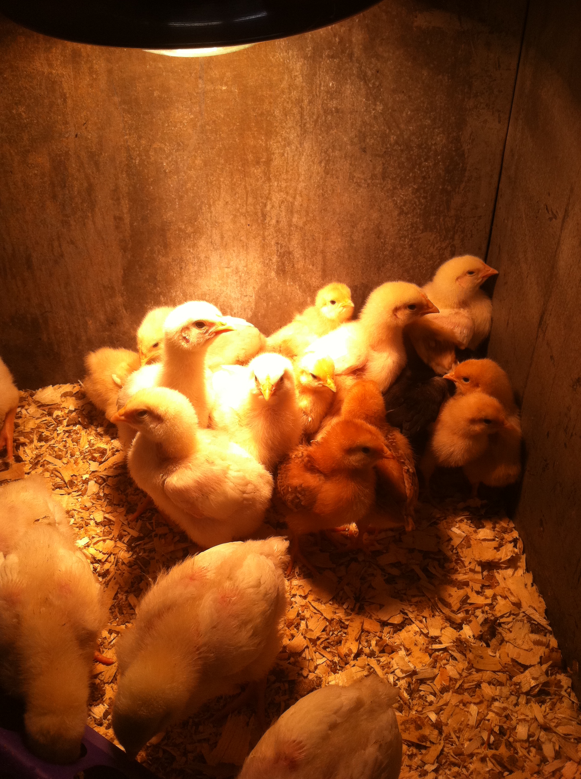 2 weeks old...  Brooder is starting to get crowded...