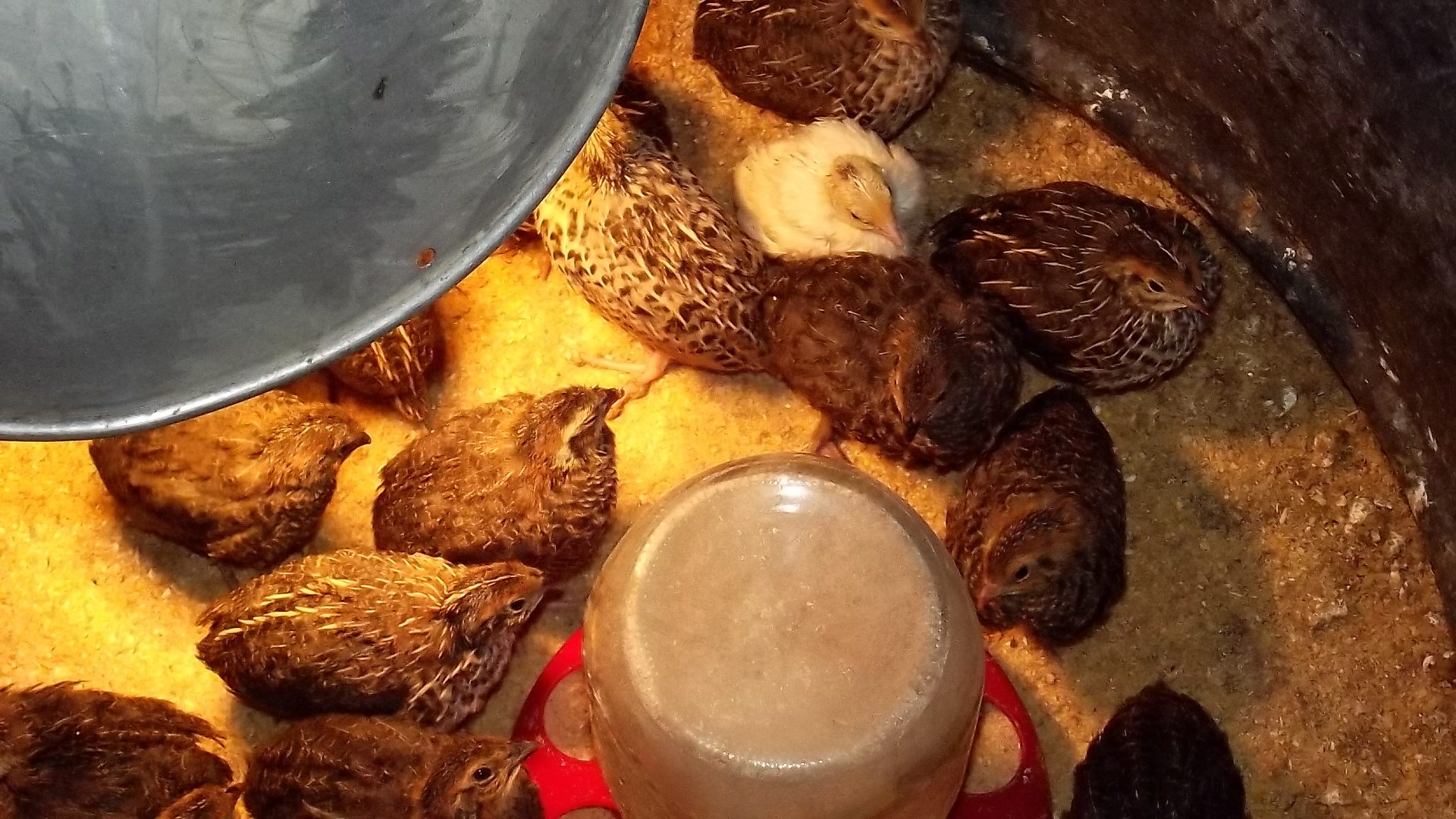 2 weeks old coturnix
