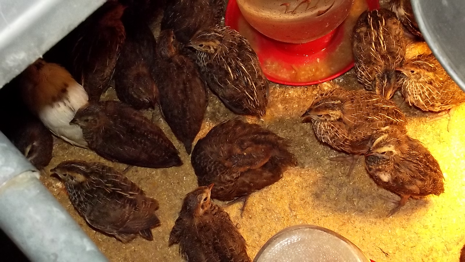 2 weeks old coturnix