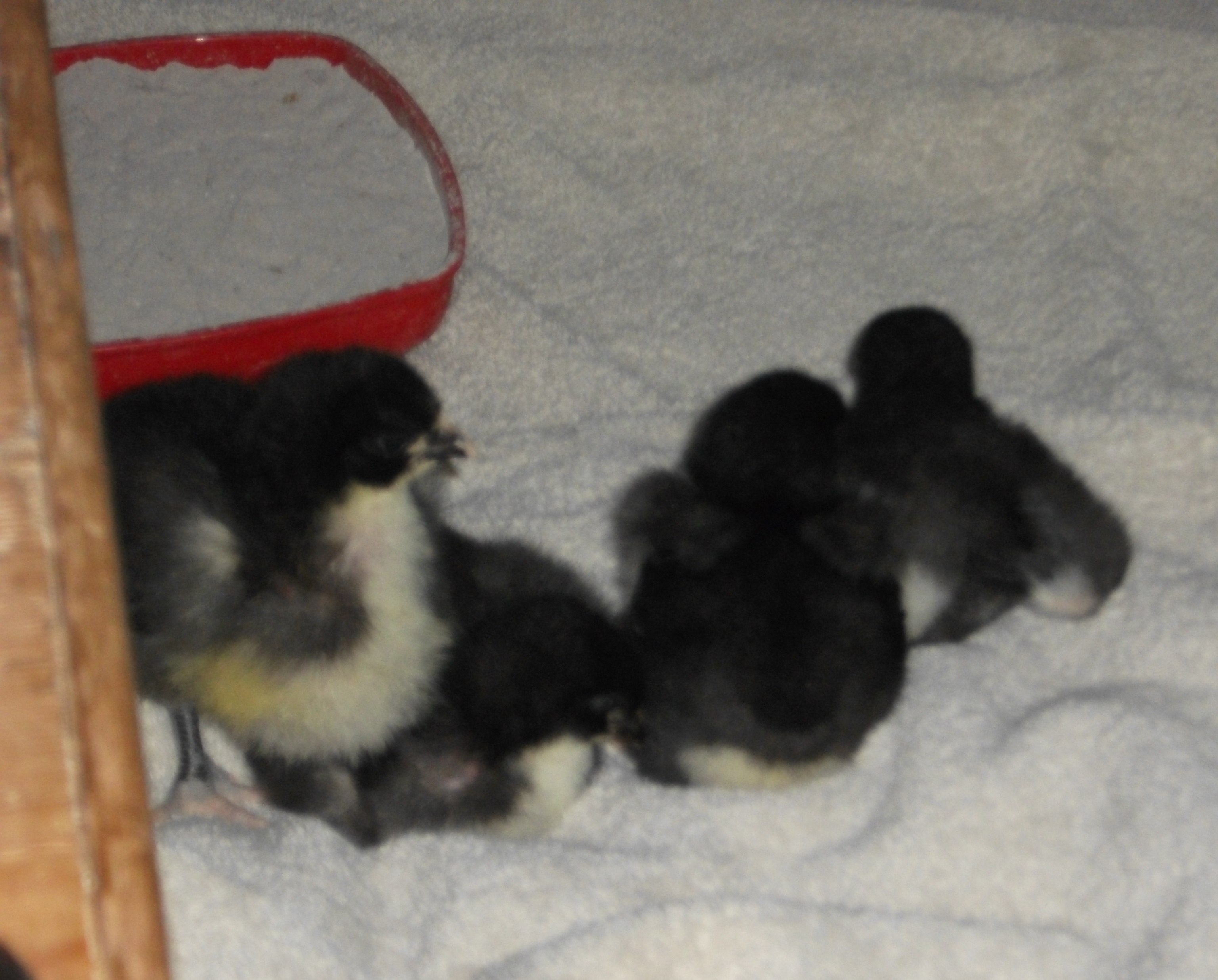 2 weeks old, dustbathing on a towel with the dish of dust behind them being completely ignored