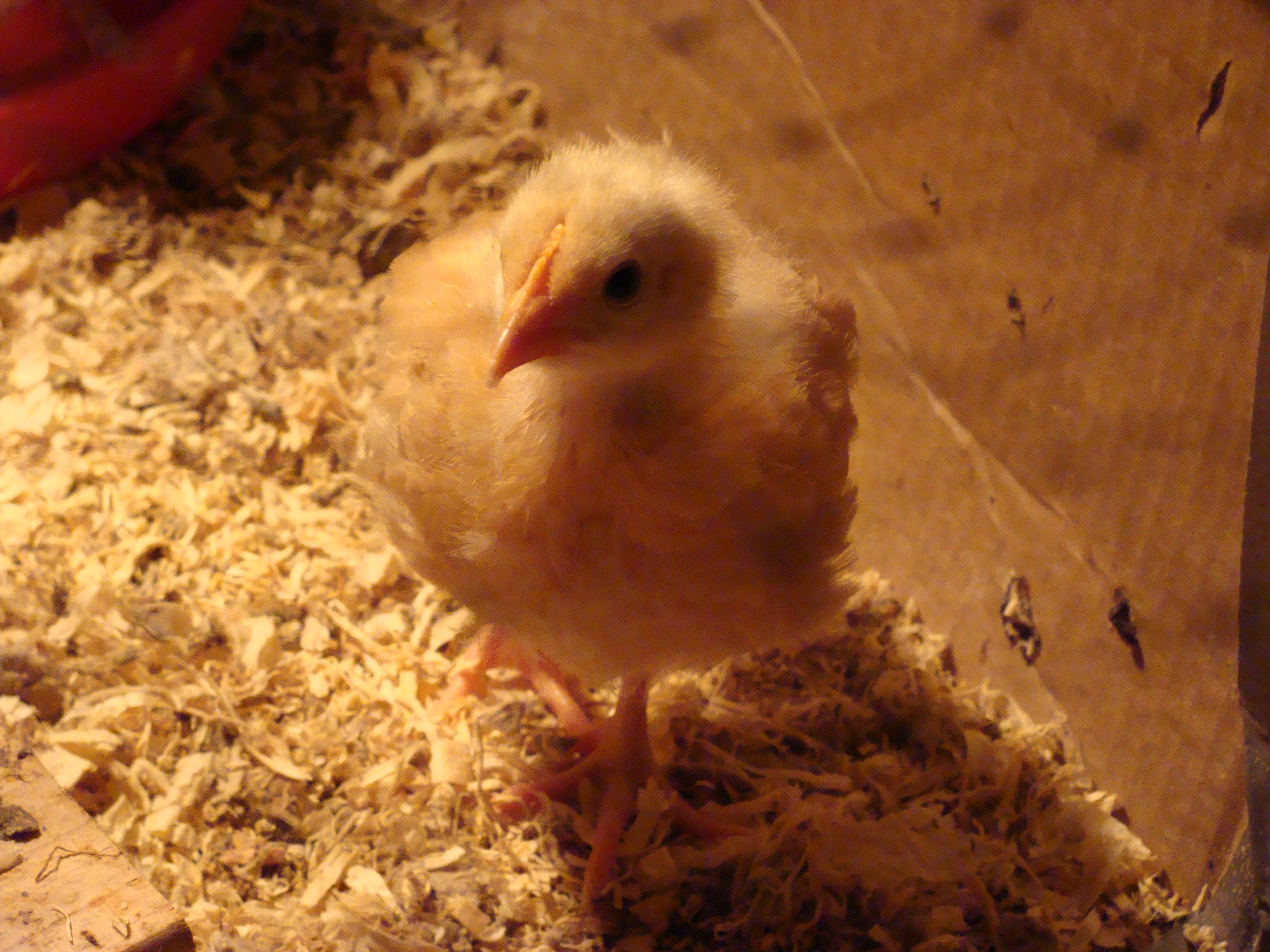 2 weeks old.
