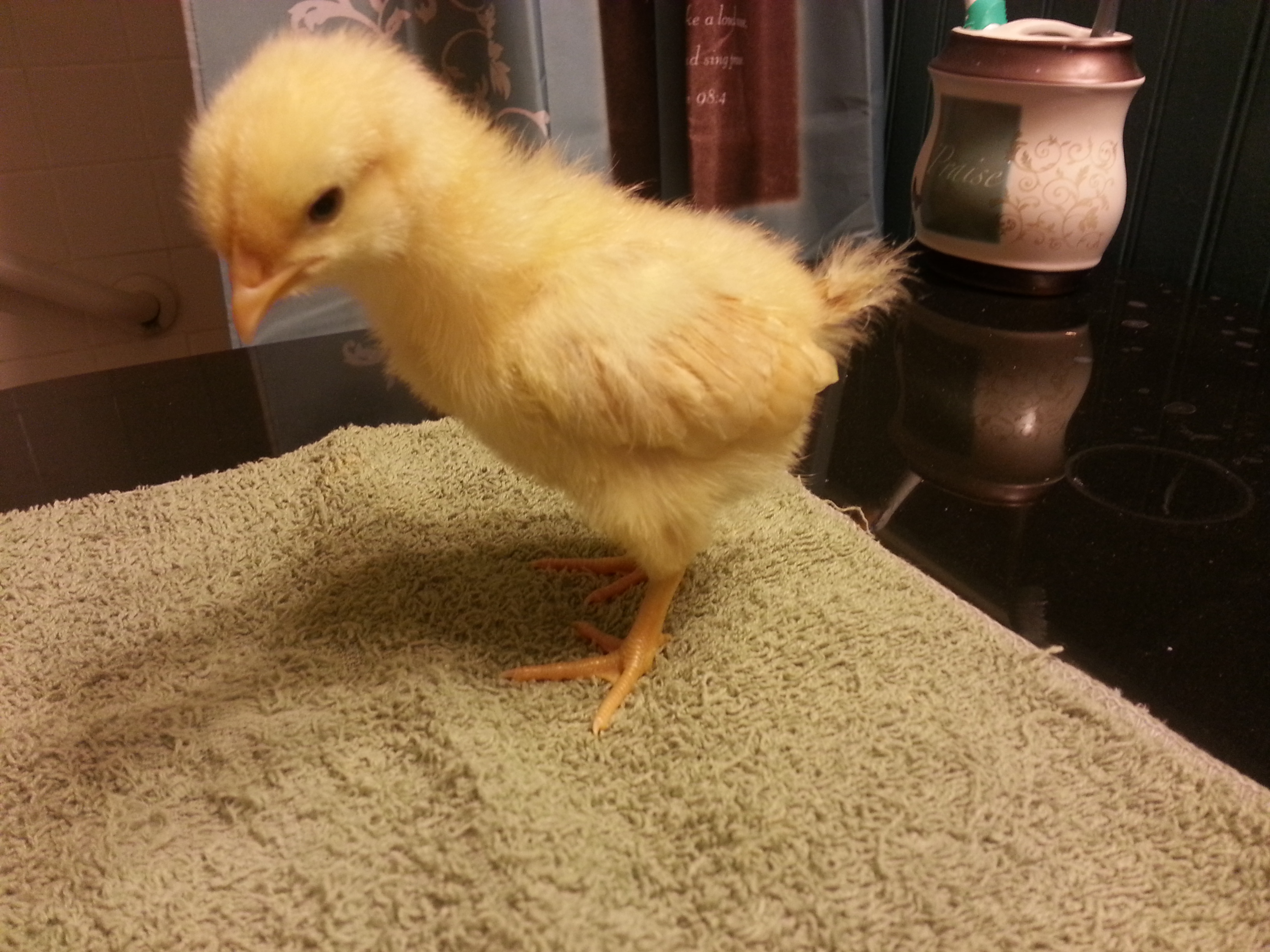 2 weeks old