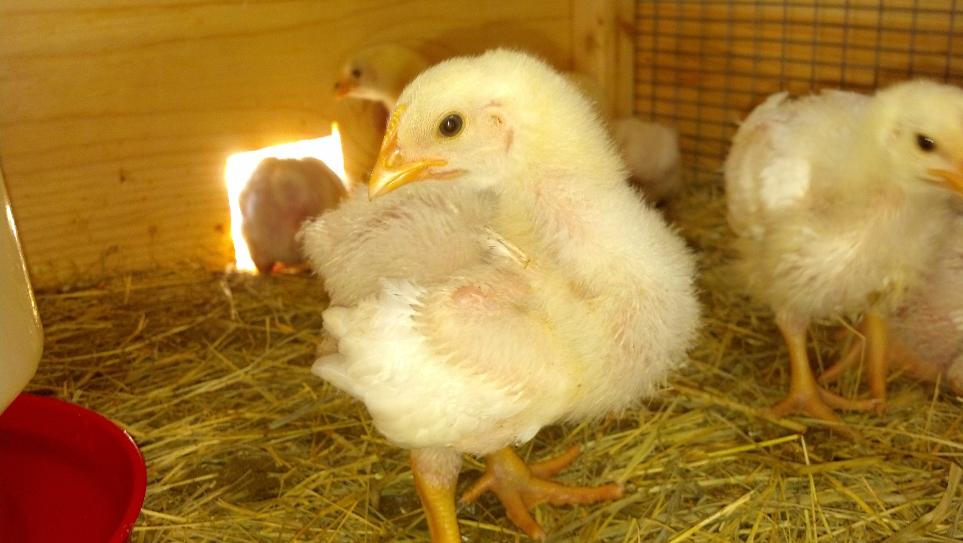 2 Weeks Old