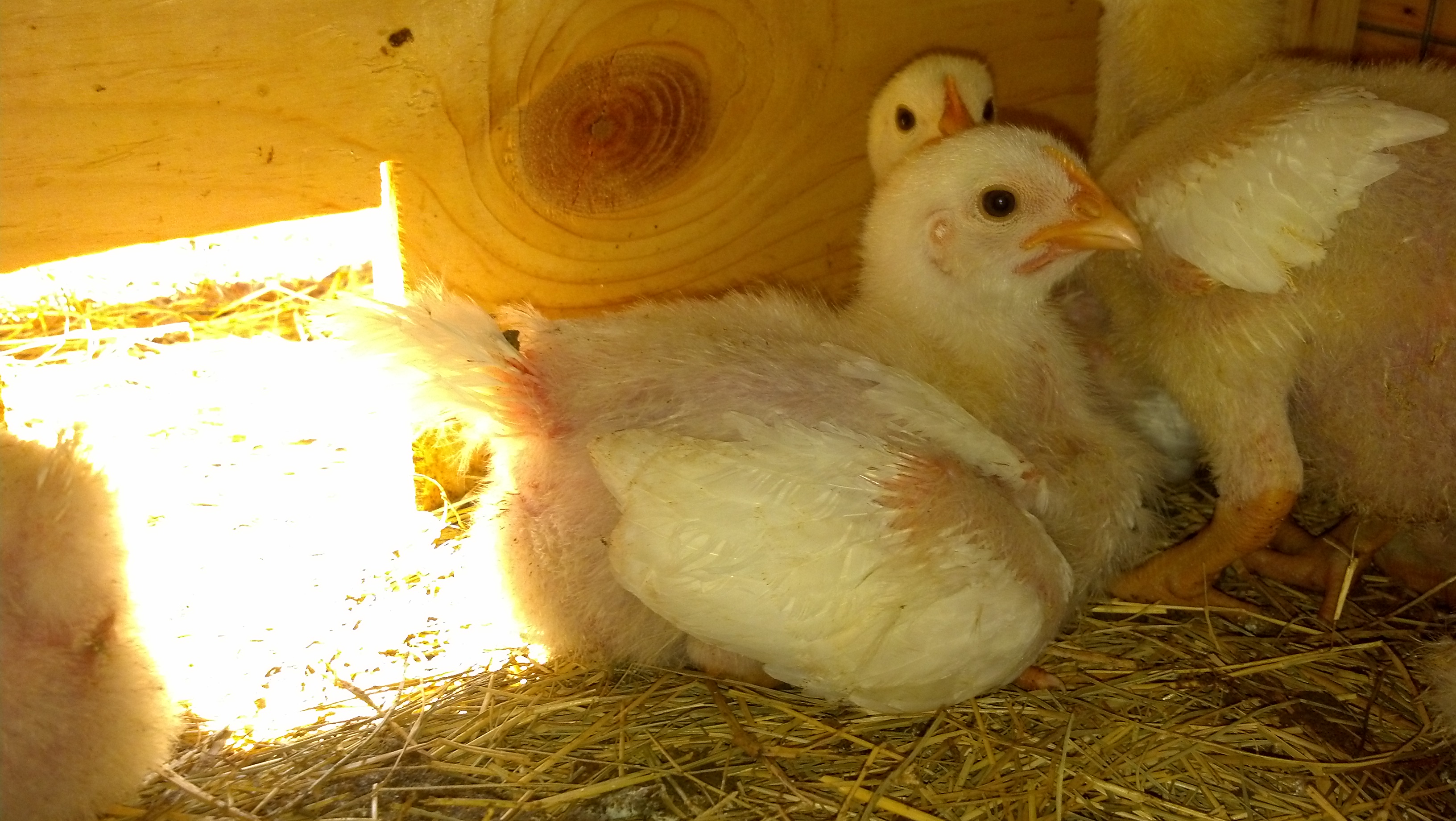 2 Weeks Old
