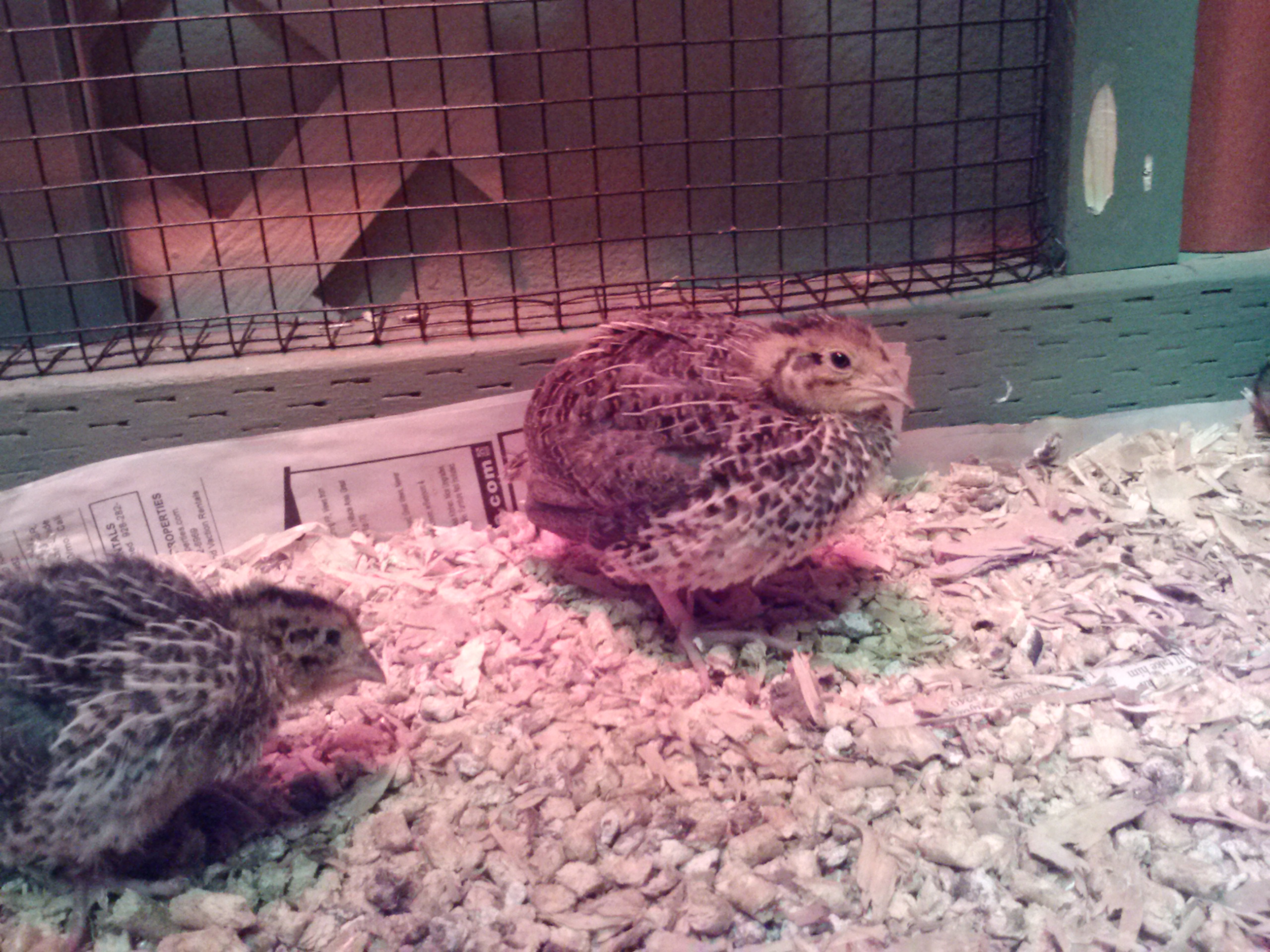 2 weeks old