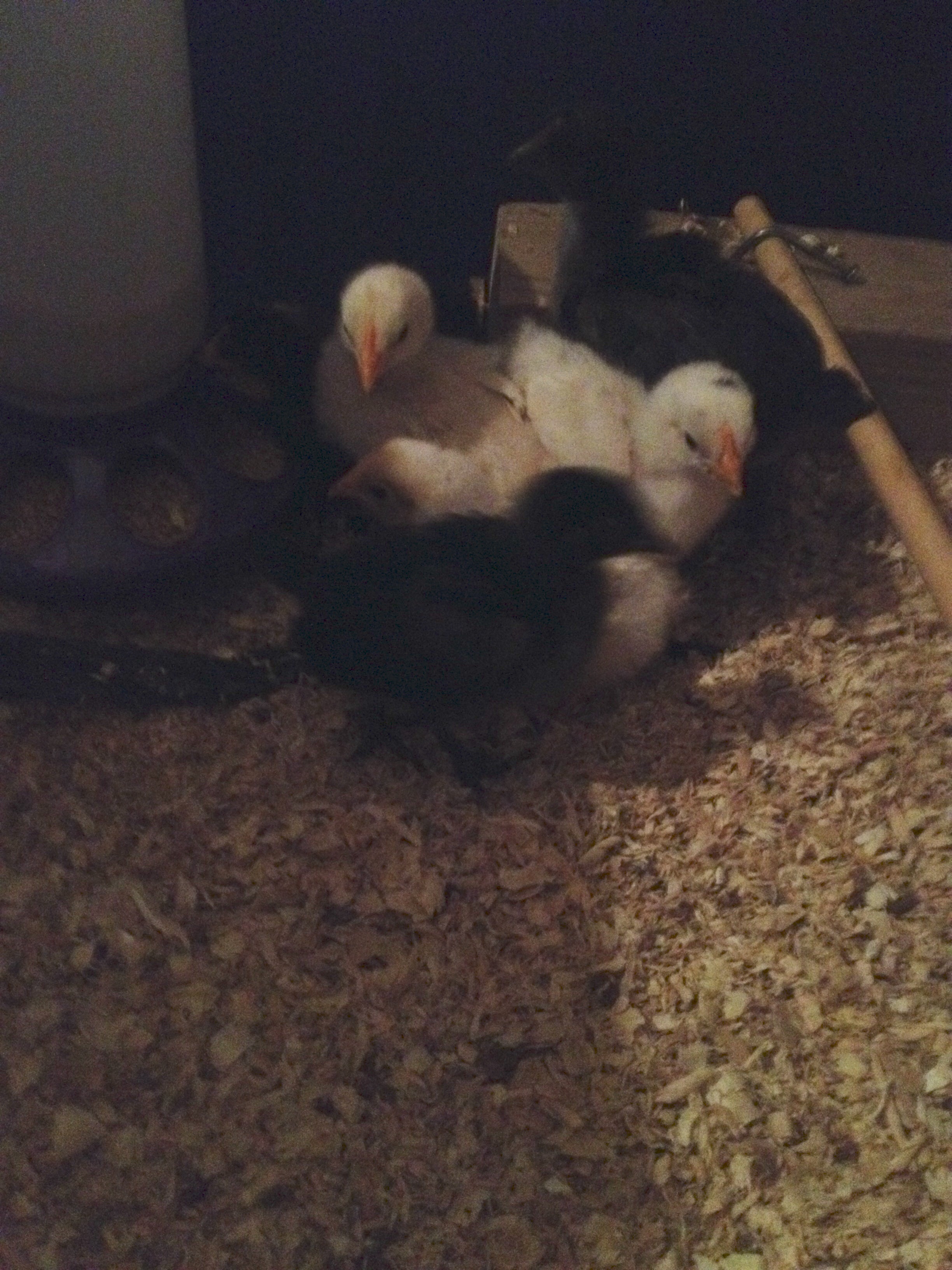2 weeks old