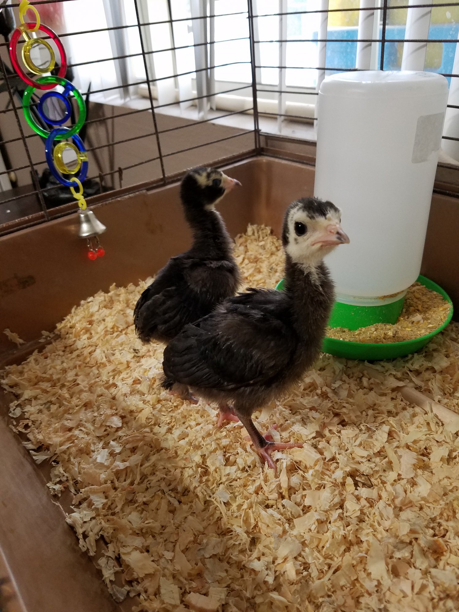 2 weeks old