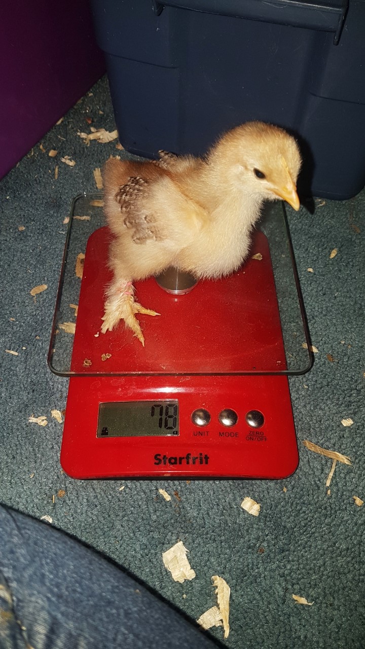 2 Weeks Old