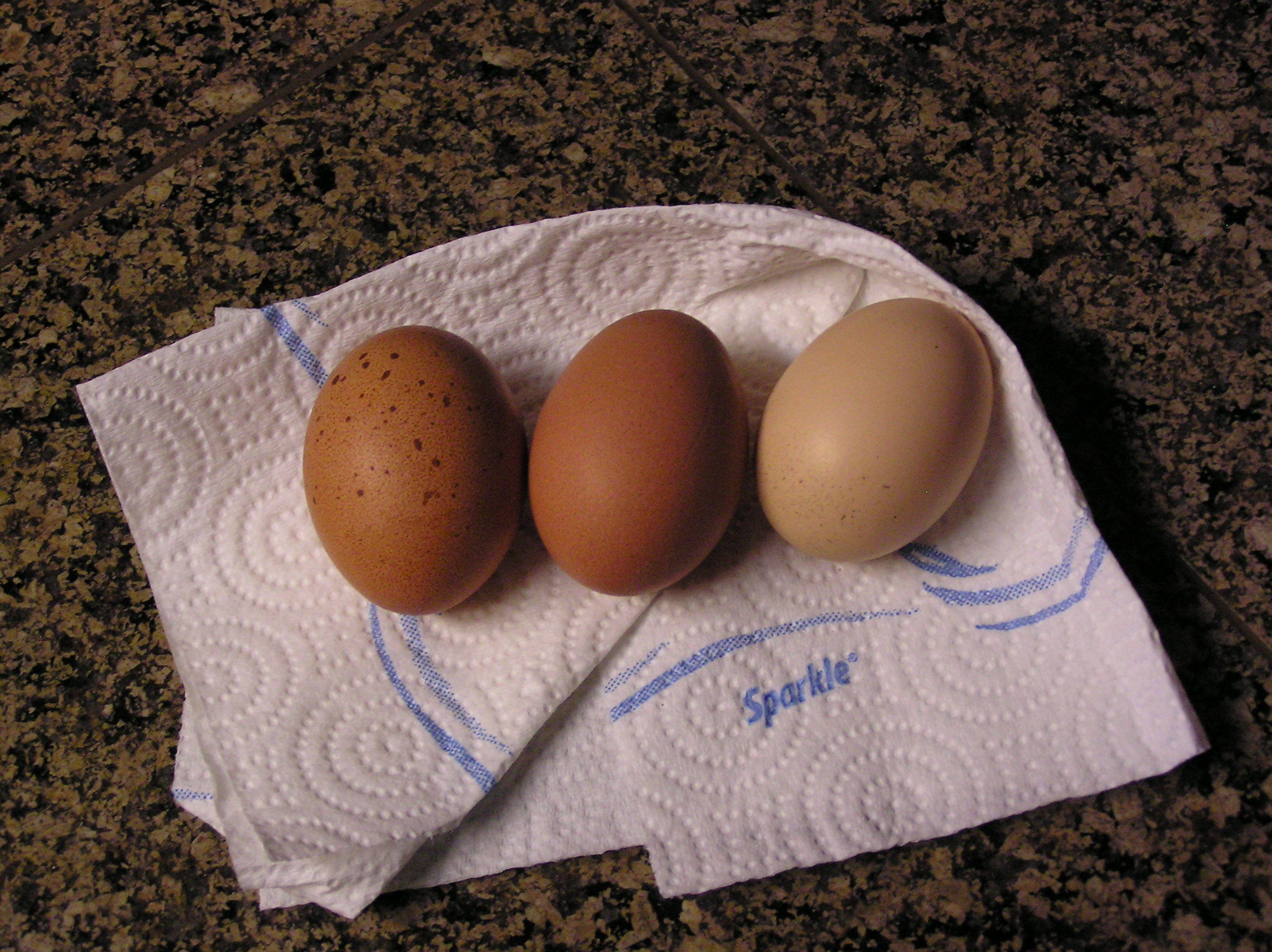2 Welsummer eggs and a RIR.