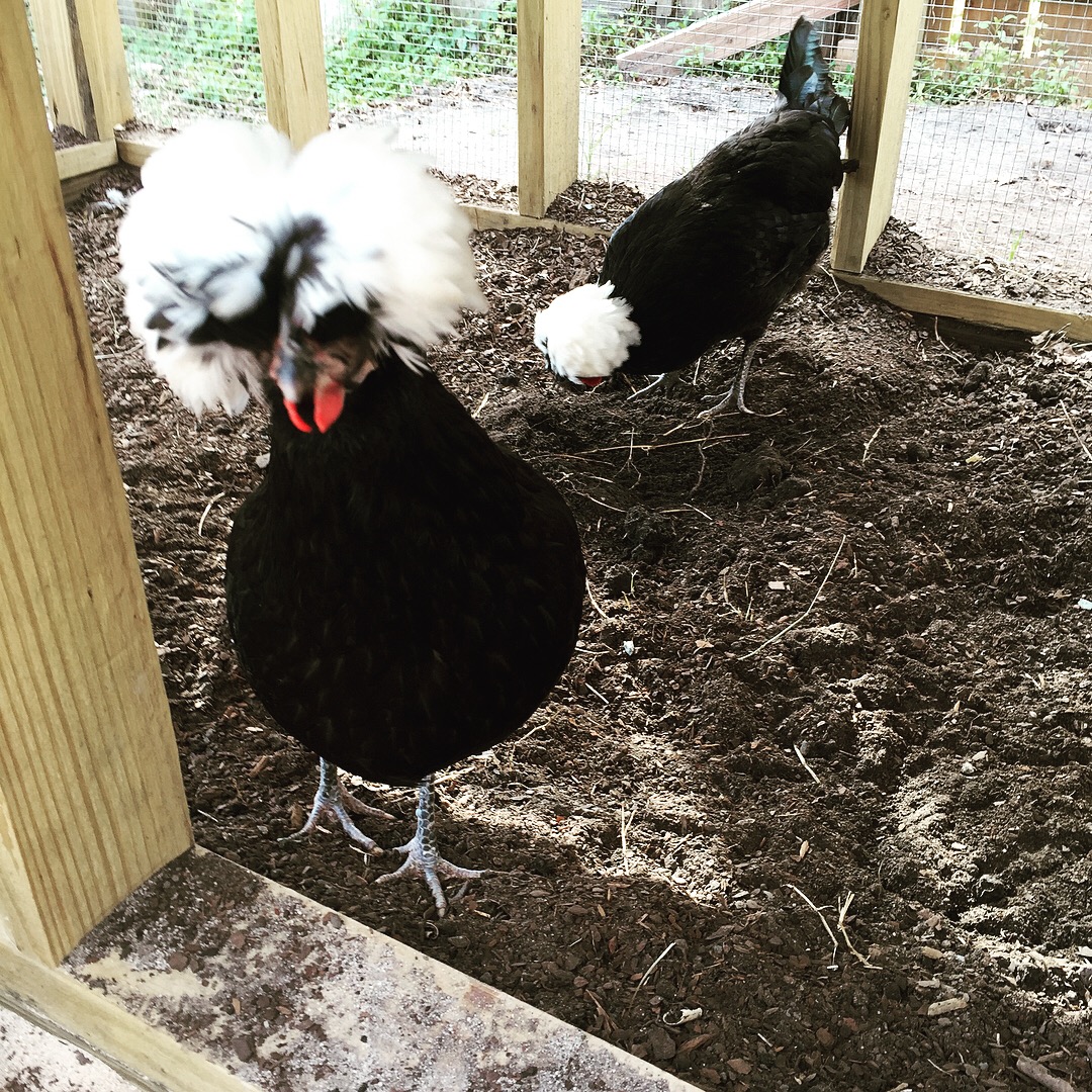 2 White Crested Polish
