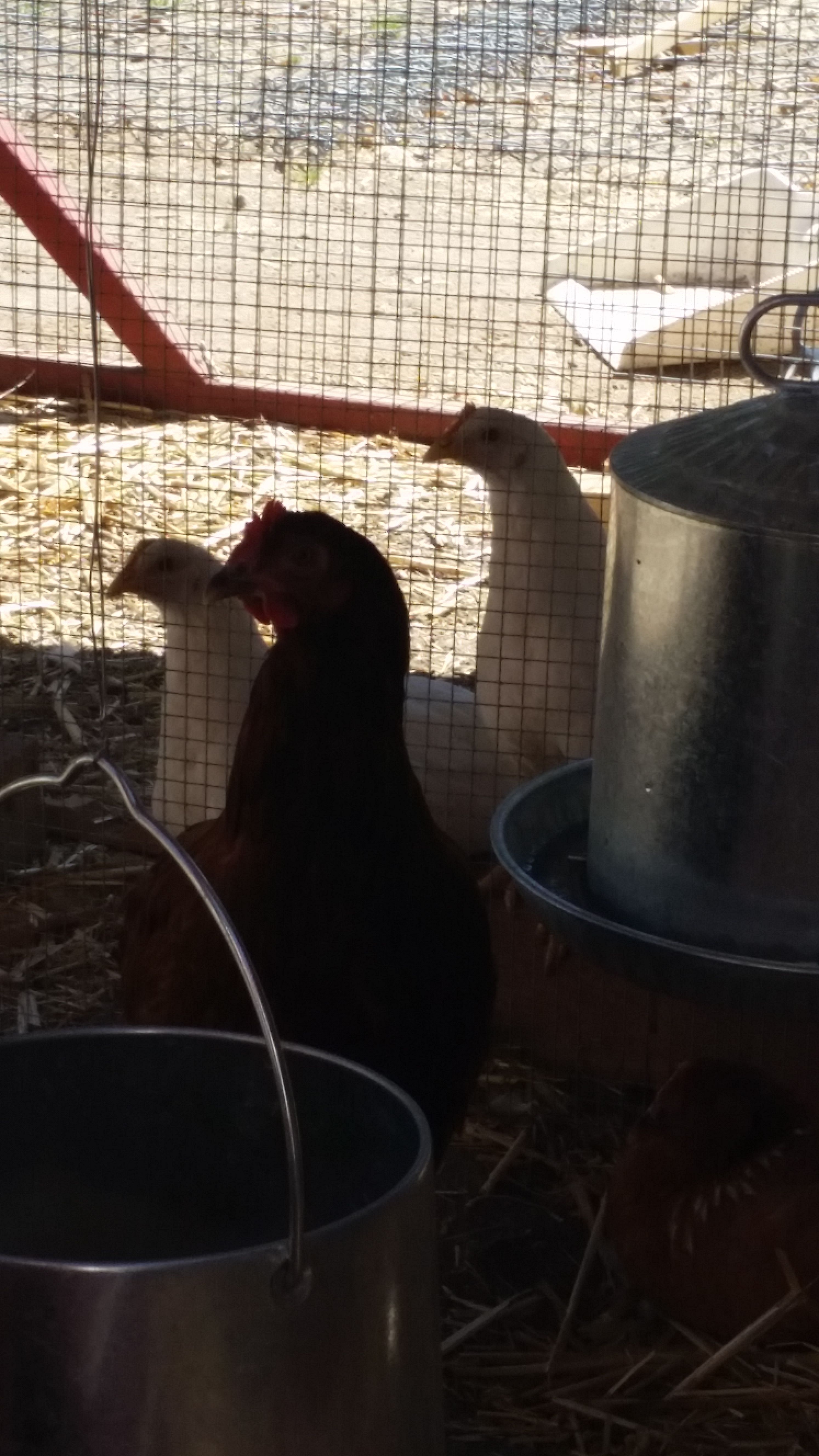 2 white leghorns 4 months old their names are cloud and snowball they just joined 3 girls to New Hampshire and 1 Rhode Island Red which are five months one day old they didn't like it at first they are getting beat up on a little bit but they are good now this is the third day being together