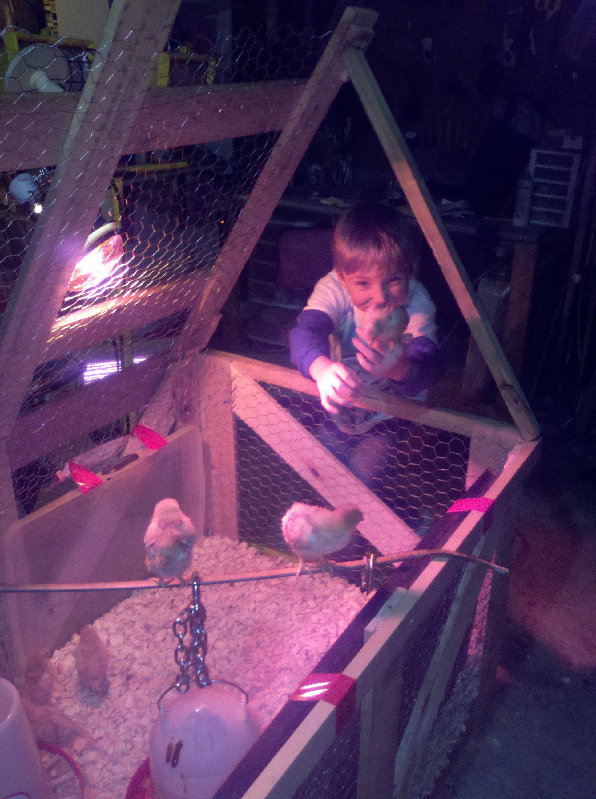 2 wk old chicks. My son is enjoying some time with them