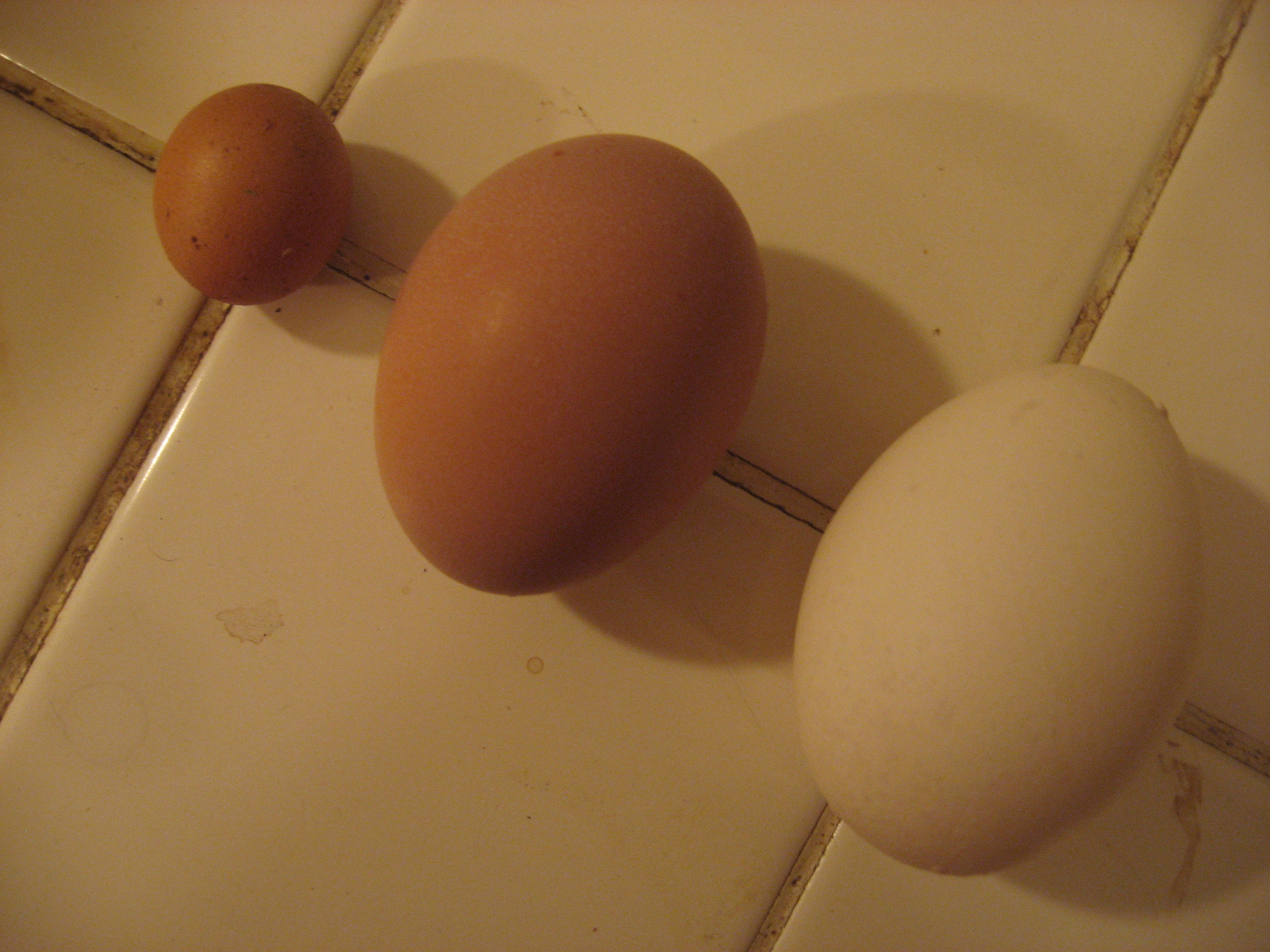 2" X 3" and 1" X 3/4" eggs with a normal egg in the middle