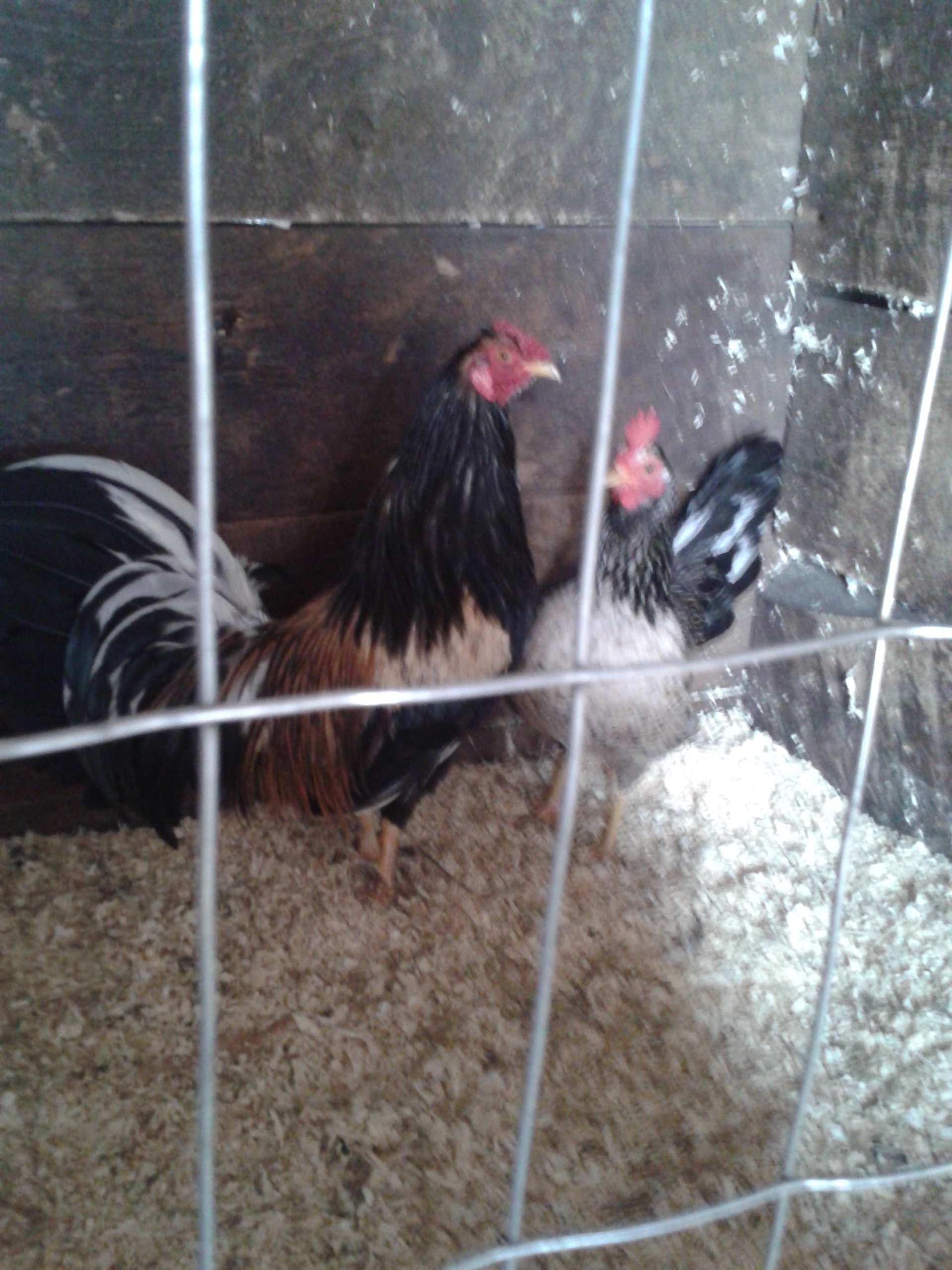 2 year old Bassy Back Butcher pair.3