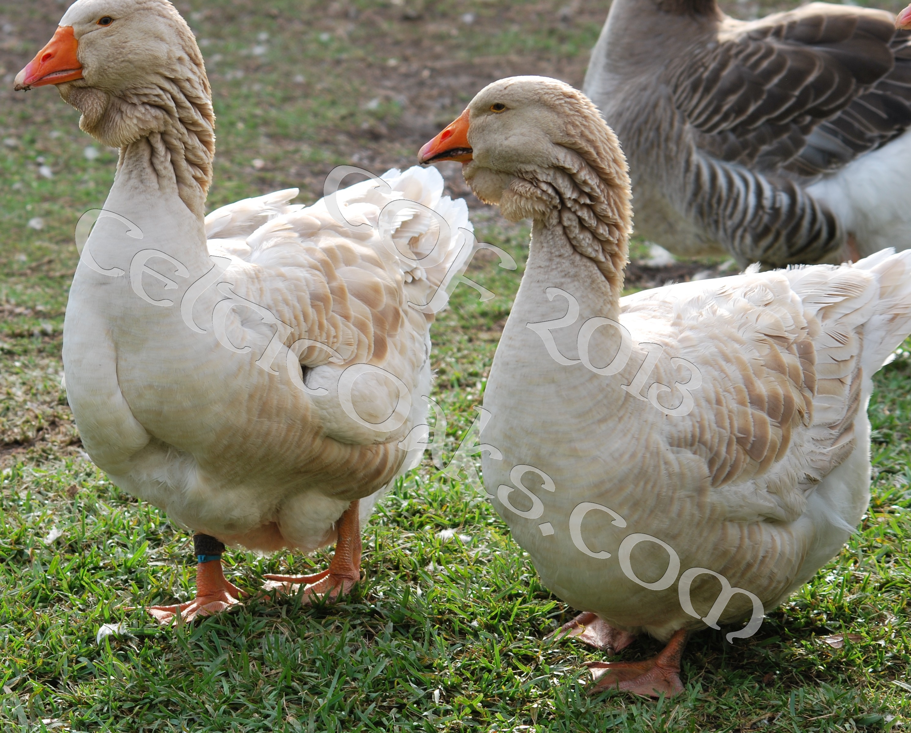 2 year old buff dewlap toulouse pair