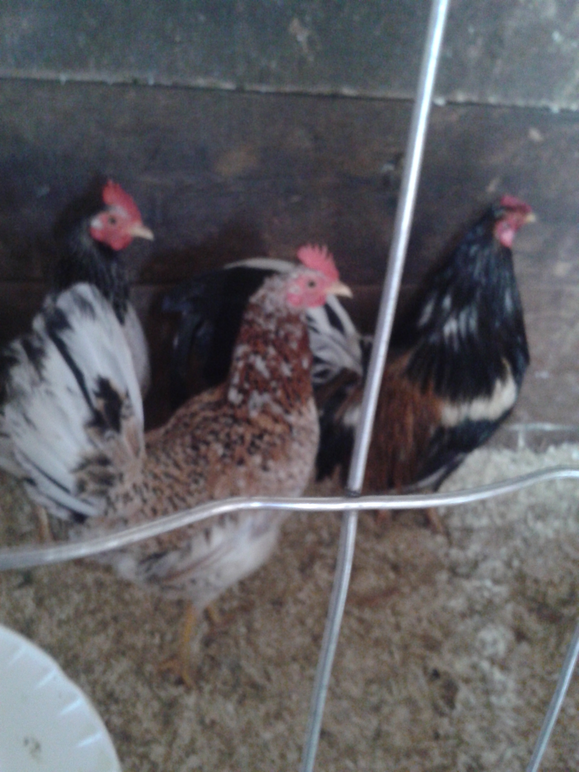 2 year old Spangled White Hackle Hen.