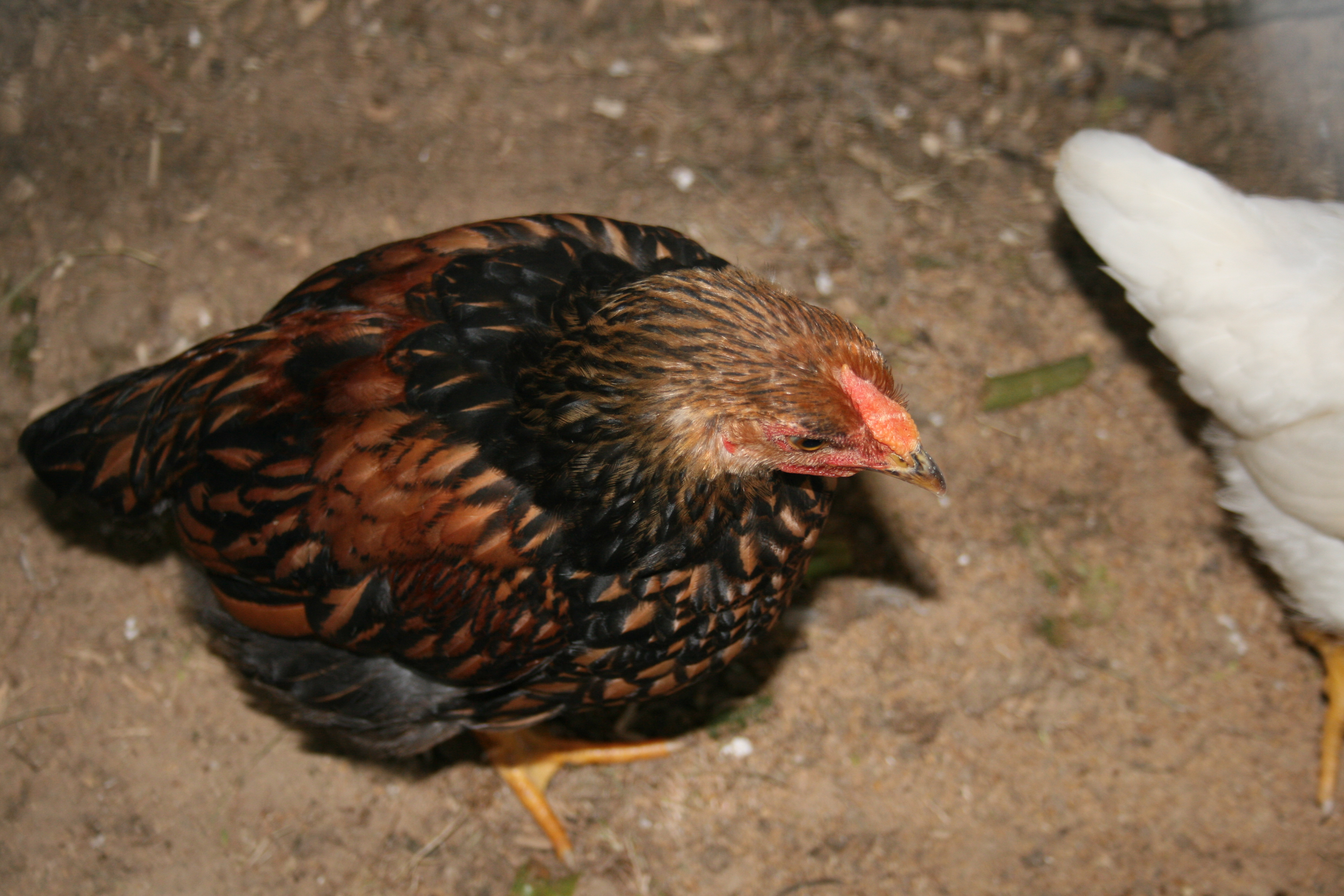 2.