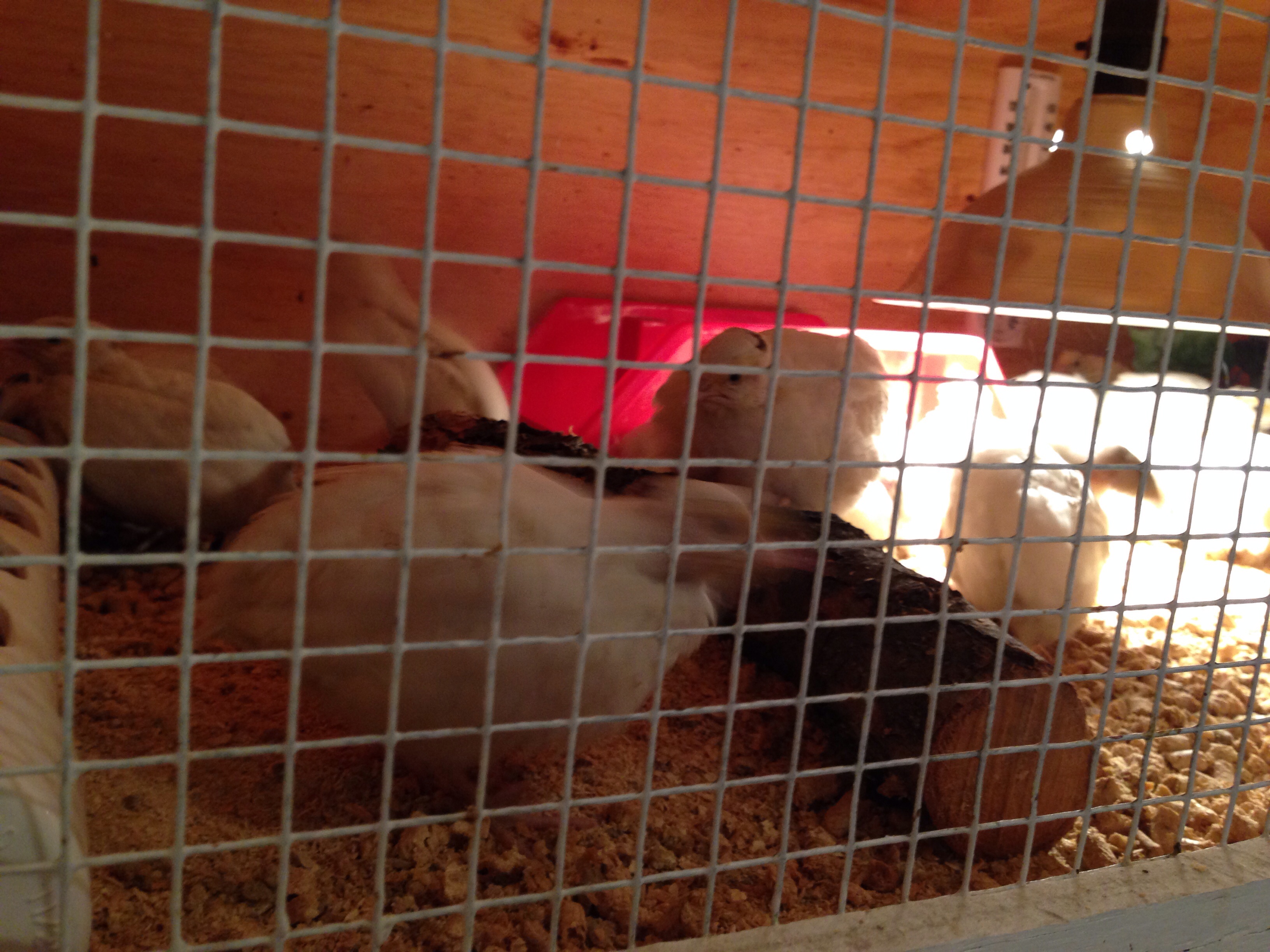 20 2 1/2 week old babies